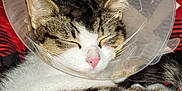 Luna a rejoint le concours — aidez-le/la à gagner de superbes lots ! cat, tabby, cone, sleeping, pet, animal, fur, whiskers, pink_nose, closed_eyes, indoor, blanket, red, resting, cute, domestic_animal, cozy, comfortable, close_up, nap
