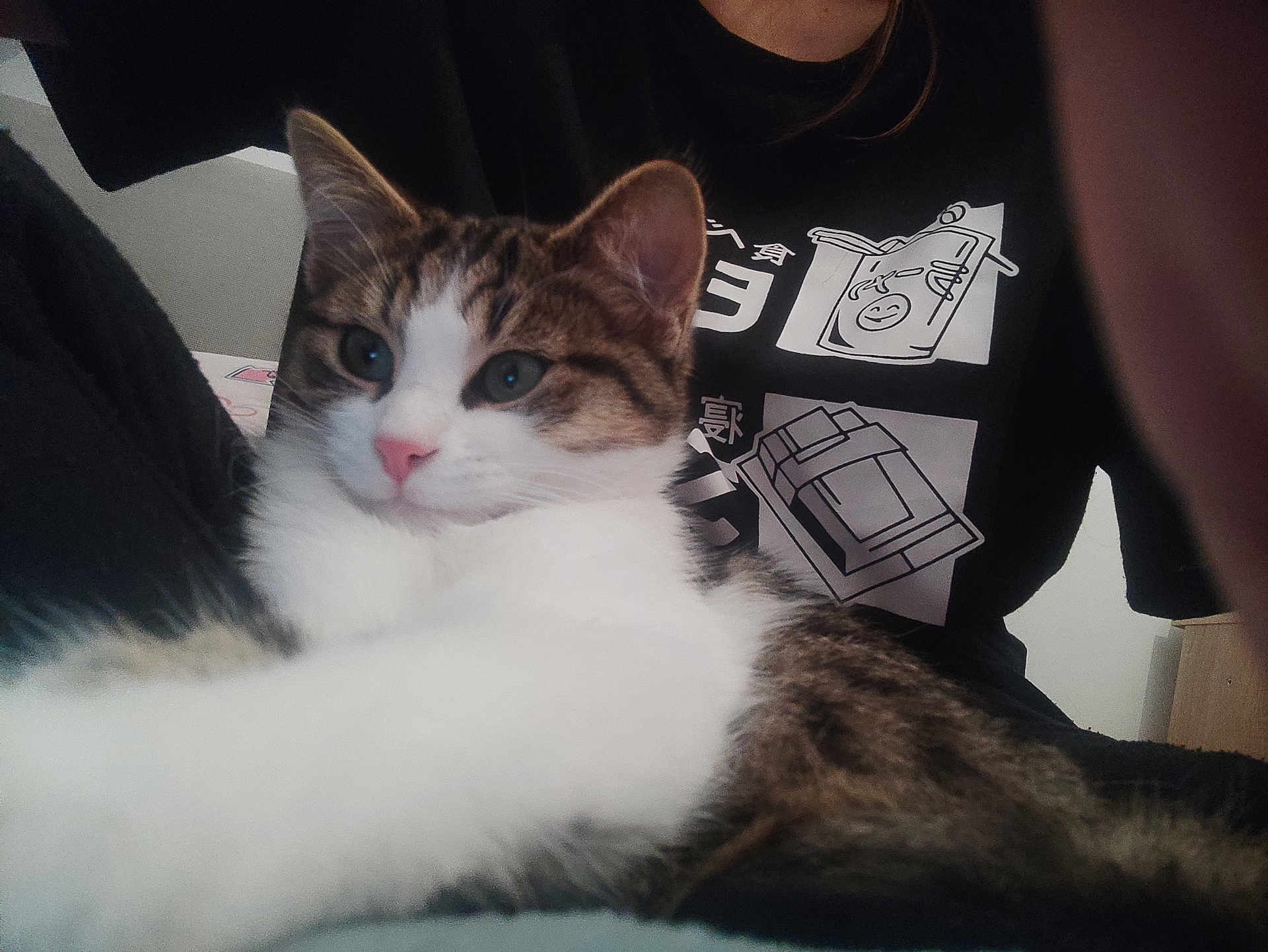 Luna a rejoint le concours — aidez-le/la à gagner de superbes lots ! cat, tabby, white_fur, pet, indoor, person, shirt, graphic_tee, closeup, fur, relaxed, animal, cute, whiskers, ears, pink_nose, portrait, resting, domestic_cat, young_cat