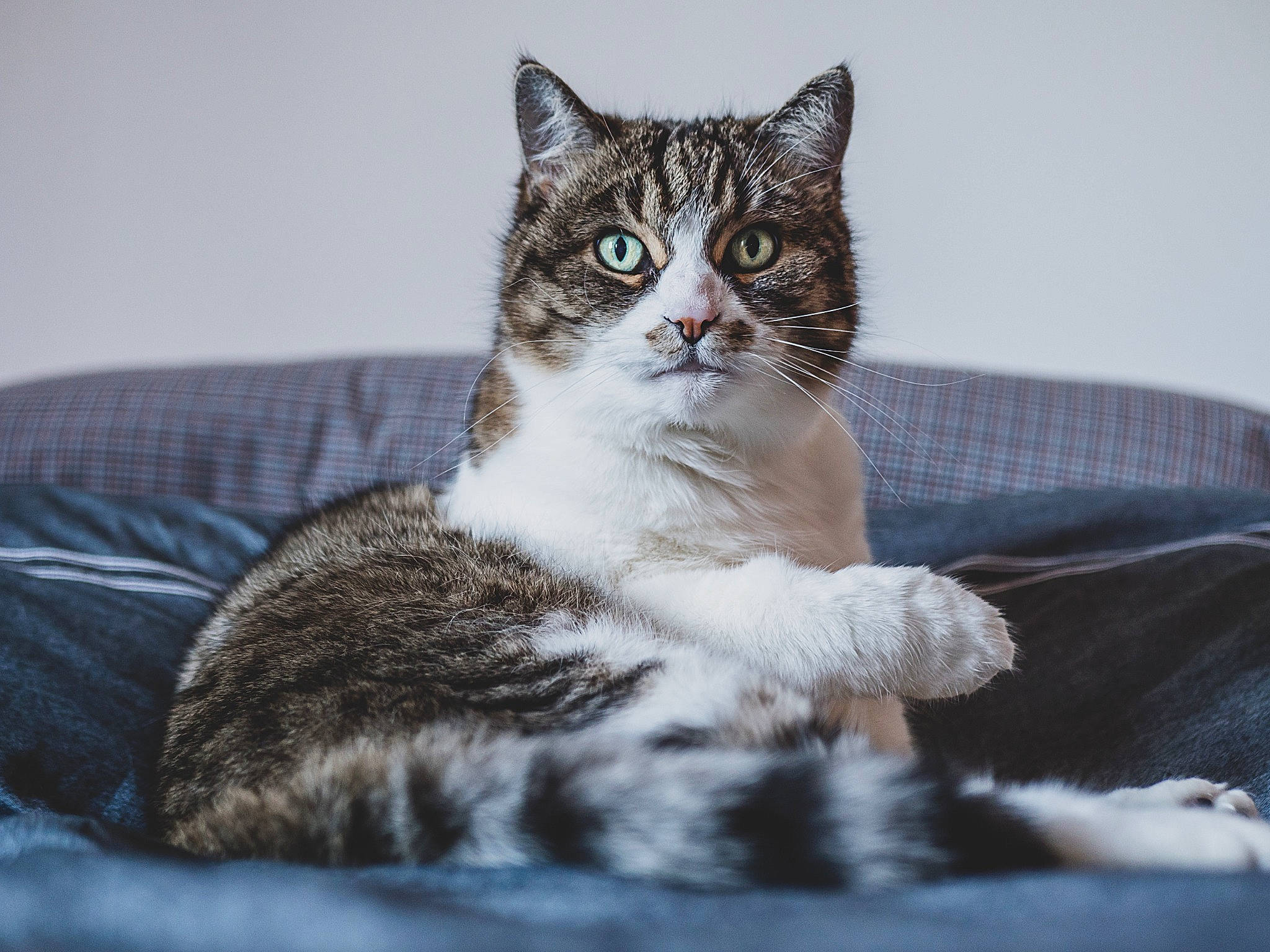 Chivas a rejoint le concours — aidez-le/la à gagner de superbes lots ! carnivore, cat, claw, comfort, couch, domestic_short_haired_cat, eye, felidae, fur, grey, jaw, paw, sitting, small_to_medium_sized_cats, snout, tail, terrestrial_animal, tree, whiskers, window