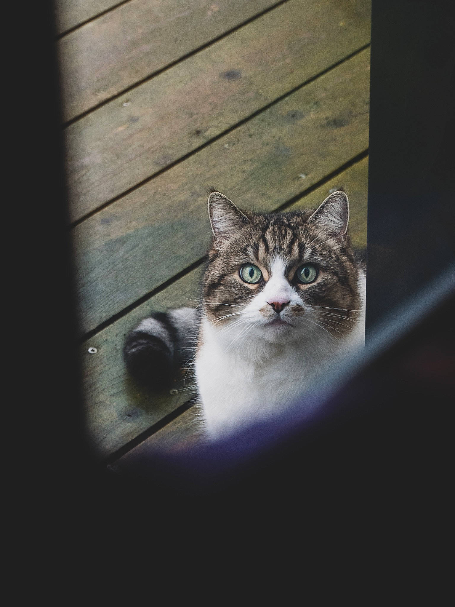 Chivas a rejoint le concours — aidez-le/la à gagner de superbes lots ! automotive_tire, carnivore, cat, darkness, domestic_short_haired_cat, door, felidae, flooring, fur, grey, hardwood, plank, small_to_medium_sized_cats, snout, tail, tire, whiskers, window, wood, wood_stain