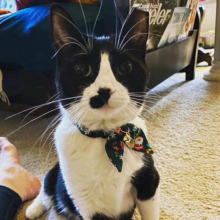 Maus is registered to the contest to win money with this photo: cat, black_and_white, indoor, carpet, bow_tie, whiskers, pet, feline, floor, magazine_rack, foot, curious, close_up, domestic_animal, animal, cute, portrait, sitting, household, fur