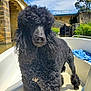 animal, architecture, bathing, bathtub, building, canine, dog, outdoors, person, pet, poodle, pool, puppy, shelter, soil, summer, swimmingpool, terrier, tub, water