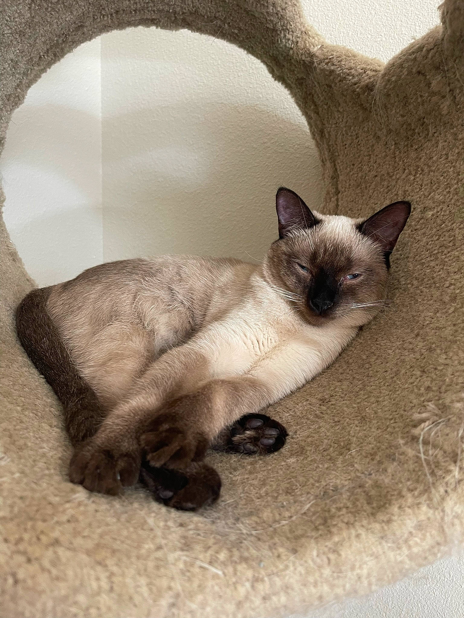 Mia joined the competition — help win amazing prizes! art, balinese, birman, carnivore, cat, comfort, fawn, felidae, fur, siamese, small_to_medium_sized_cats, snout, tail, terrestrial_animal, whiskers, window