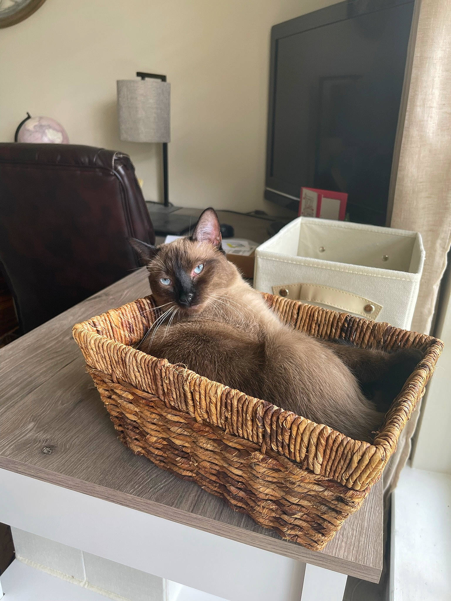 Mia joined the competition — help win amazing prizes! basket, carnivore, cat, cat_bed, comfort, domestic_short_haired_cat, fawn, felidae, fur, grey, interior_design, mammal, picture_frame, room, small_to_medium_sized_cats, storage_basket, table, whiskers, wicker, wood