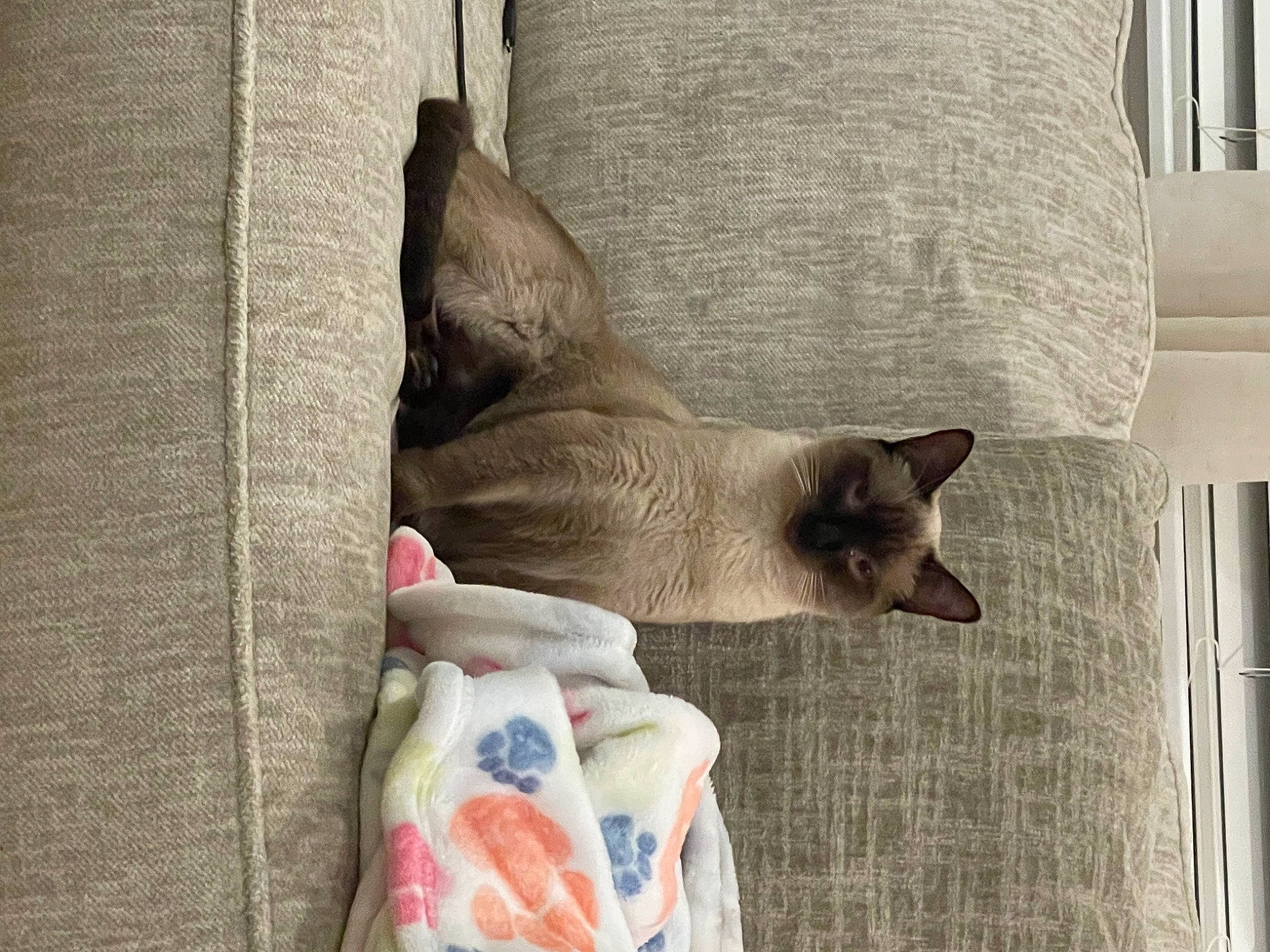 Mia joined the competition — help win amazing prizes! balinese, carnivore, cat, comfort, domestic_short_haired_cat, fawn, felidae, fur, grey, linens, musical_instrument, room, siamese, small_to_medium_sized_cats, snout, tail, textile, thai, whiskers, wood