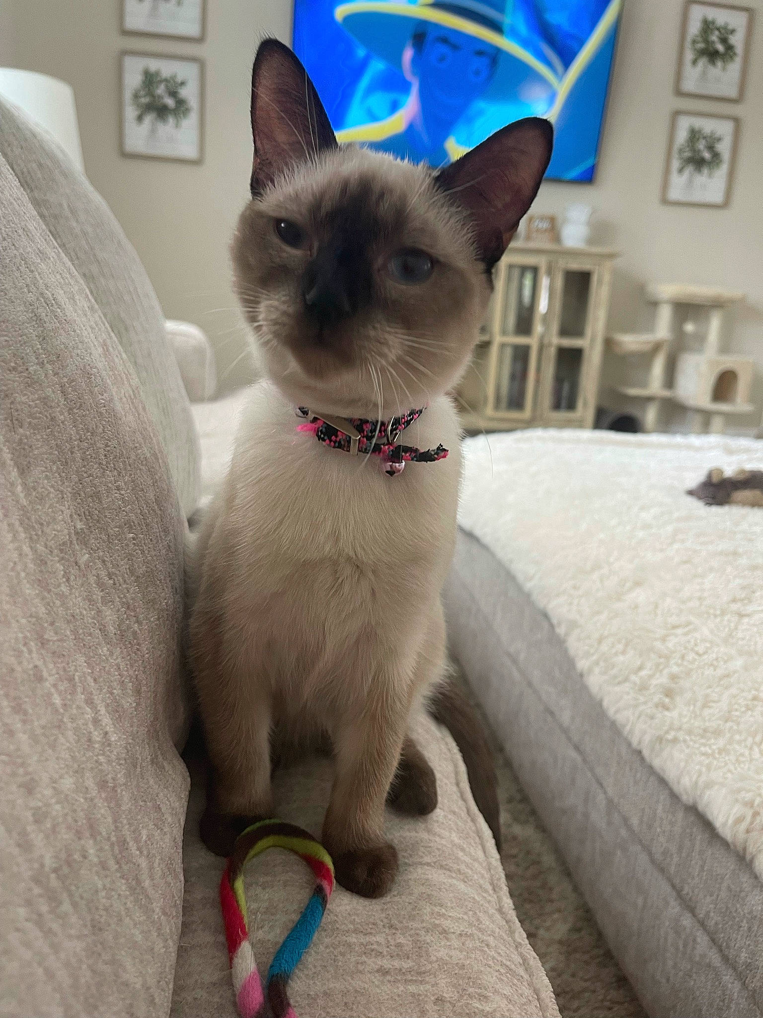 Mia is registered to the contest to win money with this photo: balinese, birman, blue, carnivore, cat, cat_supply, collar, comfort, domestic_short_haired_cat, fawn, felidae, fur, pet_supply, picture_frame, siamese, small_to_medium_sized_cats, snout, tail, thai, whiskers