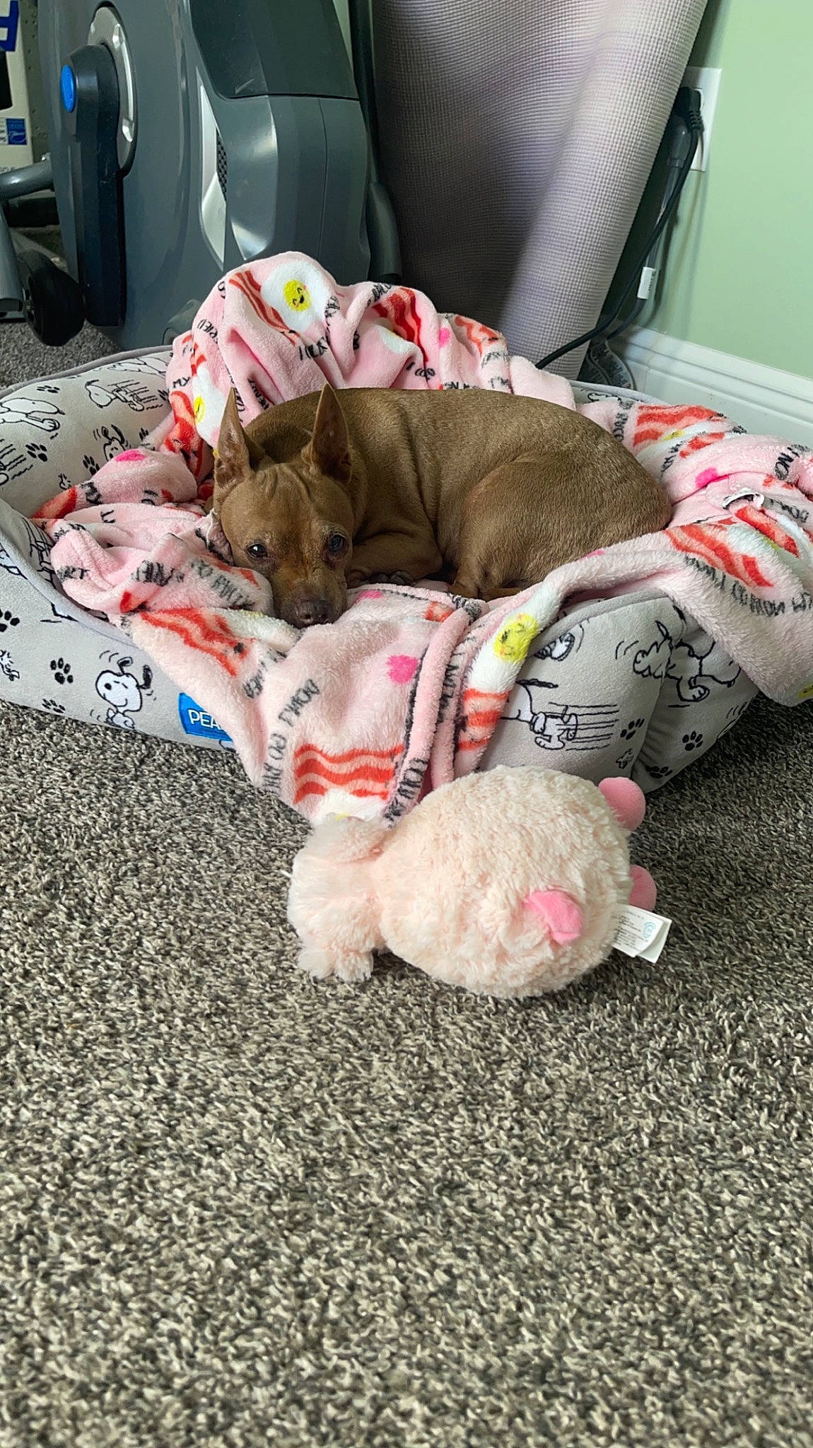 Lola joined the competition — help win amazing prizes! bag, canidae, carmine, carnivore, comfort, companion_dog, couch, dog_breed, dog_supply, fawn, felidae, fur, grey, linens, room, small_to_medium_sized_cats, sporting_group, stuffed_toy, tail, working_animal