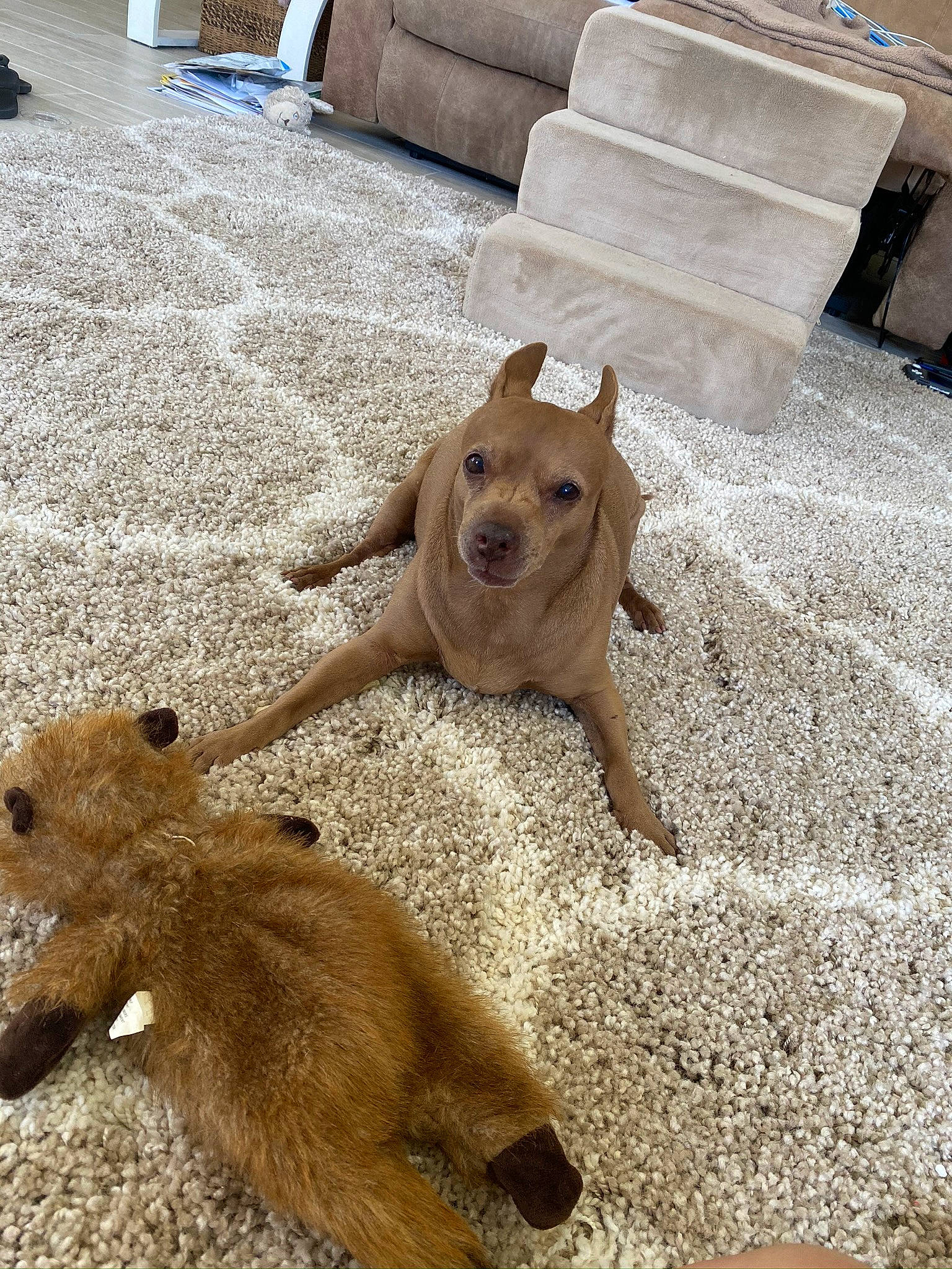 Lola joined the competition — help win amazing prizes! ball, canidae, carnivore, collar, companion_dog, dog, dog_breed, dog_collar, fawn, floor, flooring, hardwood, paw, pet_supply, road_surface, snout, sporting_group, tail, wood, working_animal