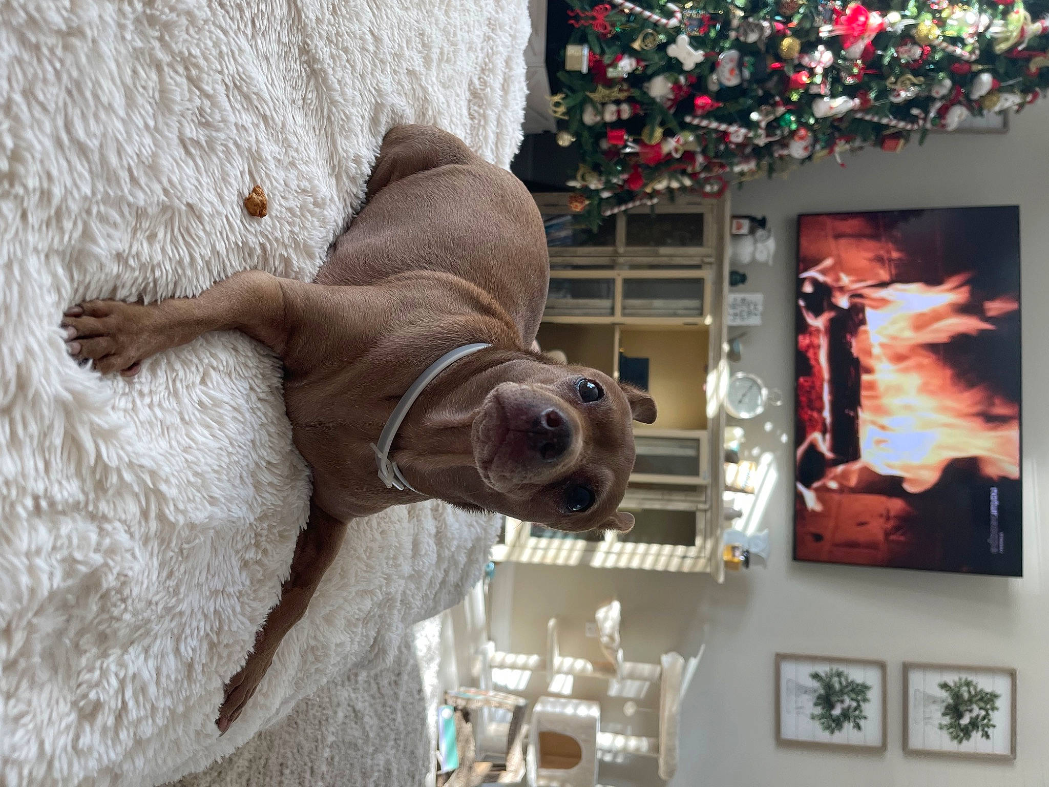 Lola is registered to the contest to win money with this photo: art, elephant, event, facade, flower, indian_elephant, picture_frame, room, sculpture, statue, terrestrial_animal, tree, visual_arts, window, wood, working_animal