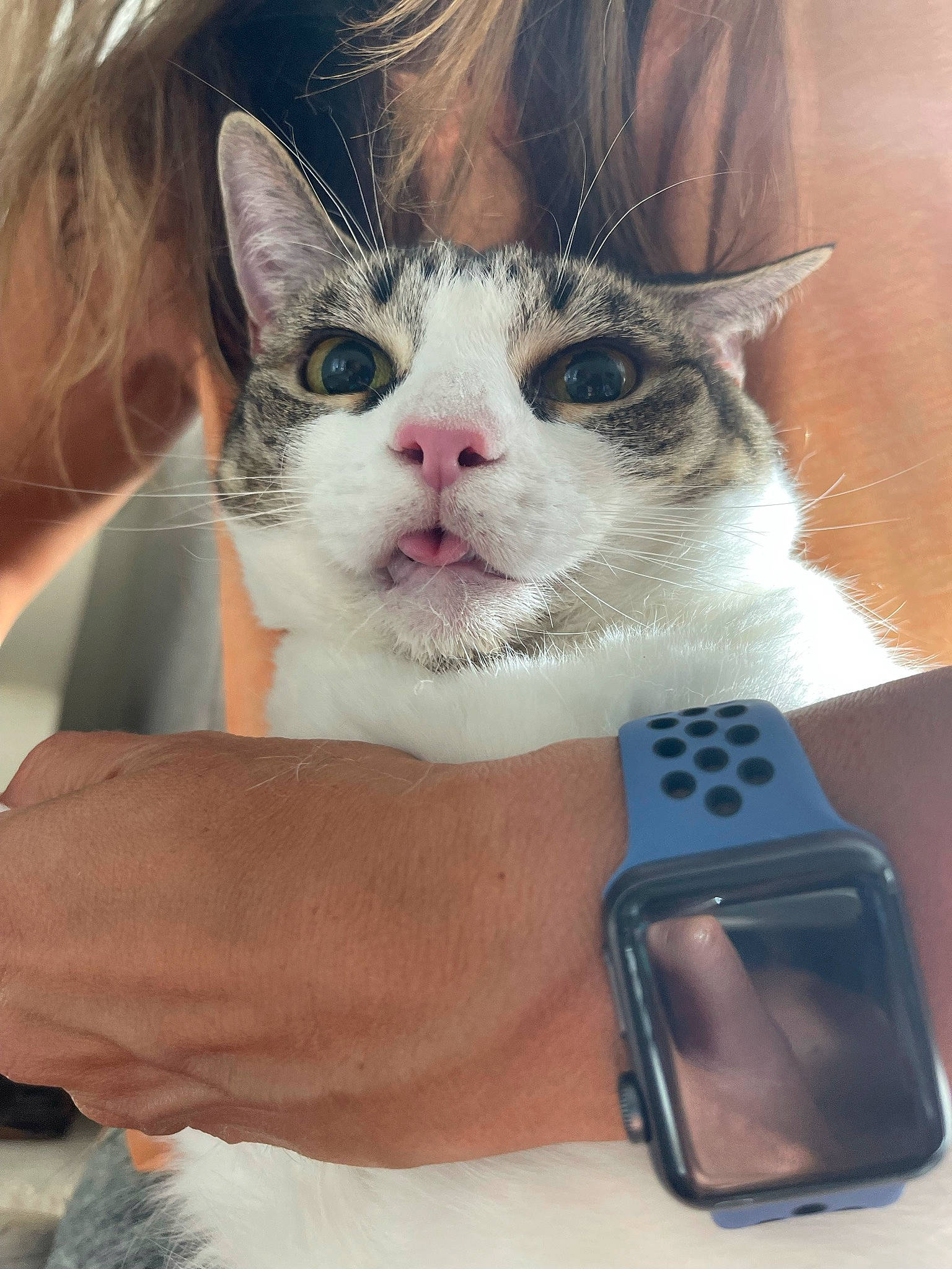 Chloe joined the competition — help win amazing prizes! carnivore, cat, communication_device, domestic_short_haired_cat, eyelash, fawn, felidae, finger, fur, gadget, gesture, hand, happy, mobile_phone, paw, portable_communications_device, small_to_medium_sized_cats, snout, telephony, whiskers