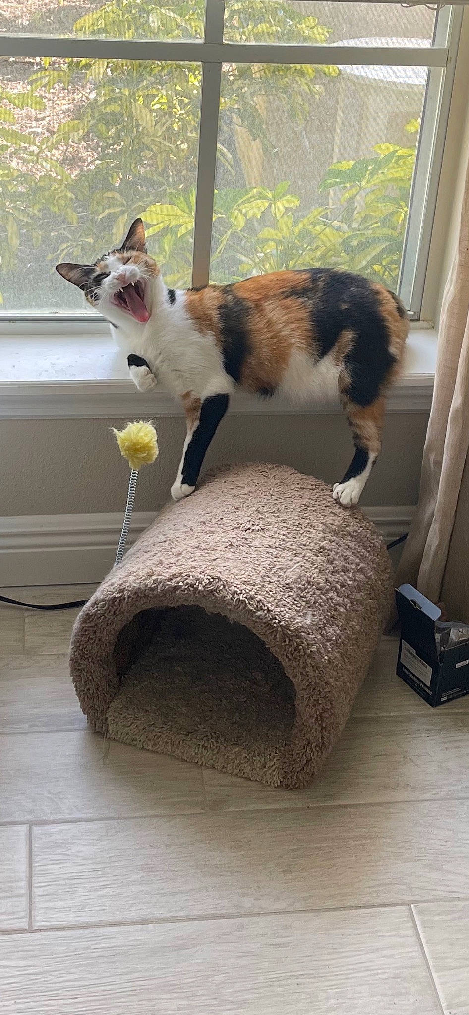 Bean joined the competition — help win amazing prizes! carnivore, cat, cat_supply, claw, domestic_short_haired_cat, felidae, flooring, fur, hardwood, paw, pet_supply, plant, room, small_to_medium_sized_cats, tail, terrestrial_animal, tree, whiskers, window, wood