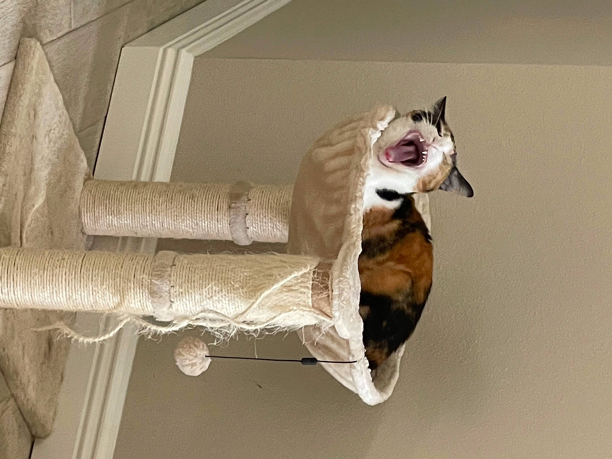 Bean is registered to the contest to win money with this photo: carnivore, cat, ceiling, domestic_short_haired_cat, felidae, fur, hardwood, metal, pet_supply, rectangle, room, sculpture, shelf, small_to_medium_sized_cats, stairs, tail, whiskers, window, window_covering, wood