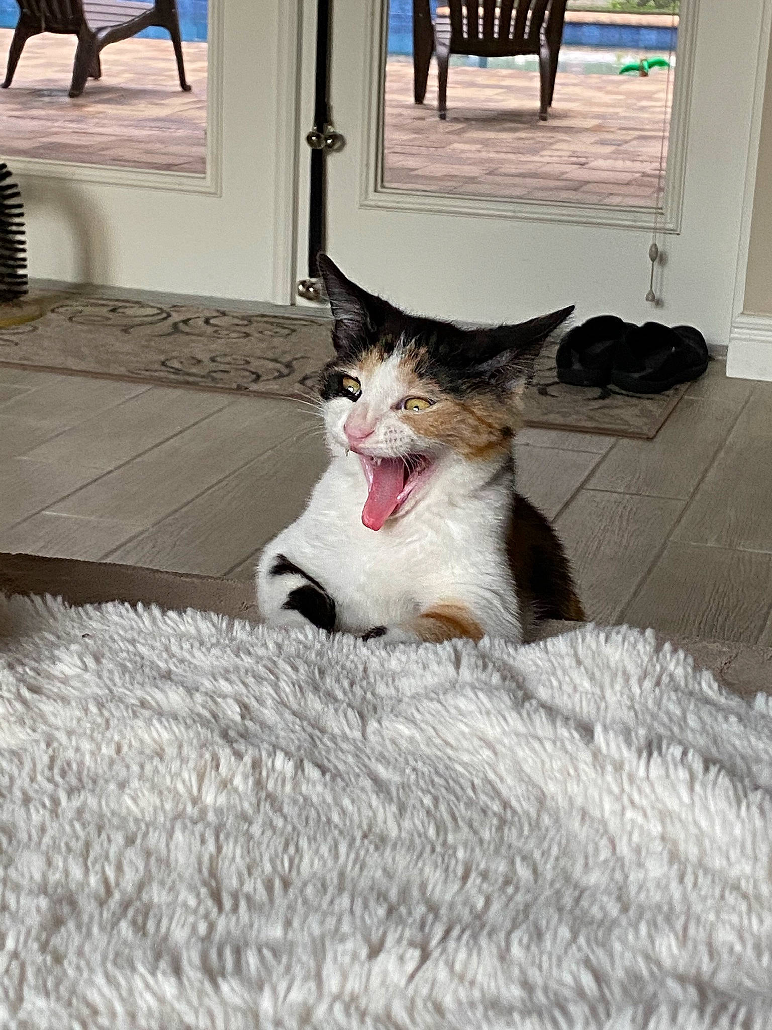 Bean is registered to the contest to win money with this photo: cat, comfort, domestic_short_haired_cat, door, felidae, floor, flooring, fur, hardwood, linens, paw, sitting, small_to_medium_sized_cats, snout, tail, whiskers, window, wood