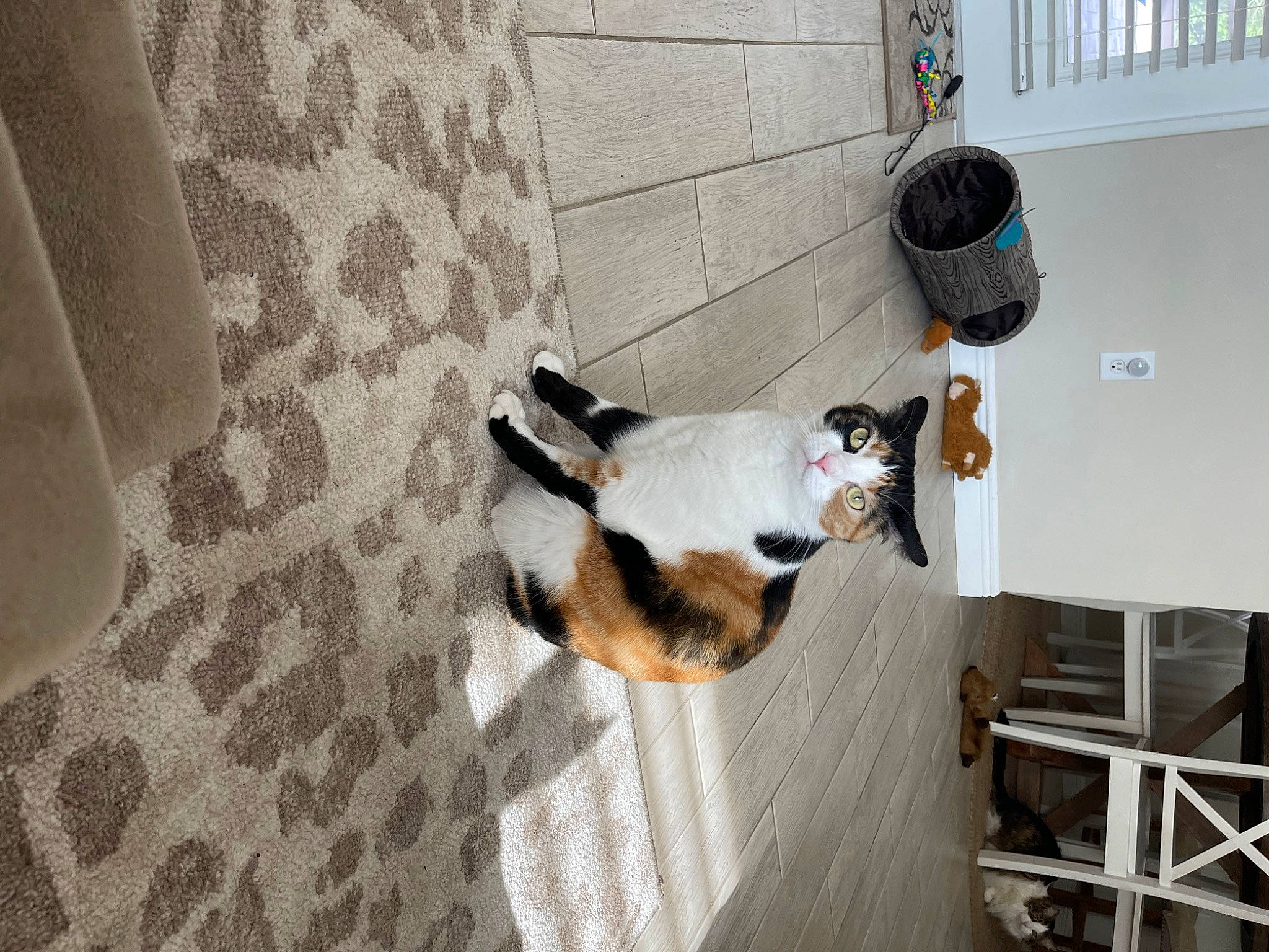 Bean joined the competition — help win amazing prizes! canidae, carnivore, cat, chair, comfort, companion_dog, dog_breed, fawn, felidae, flooring, fur, hardwood, room, small_to_medium_sized_cats, sporting_group, tail, whiskers, wood