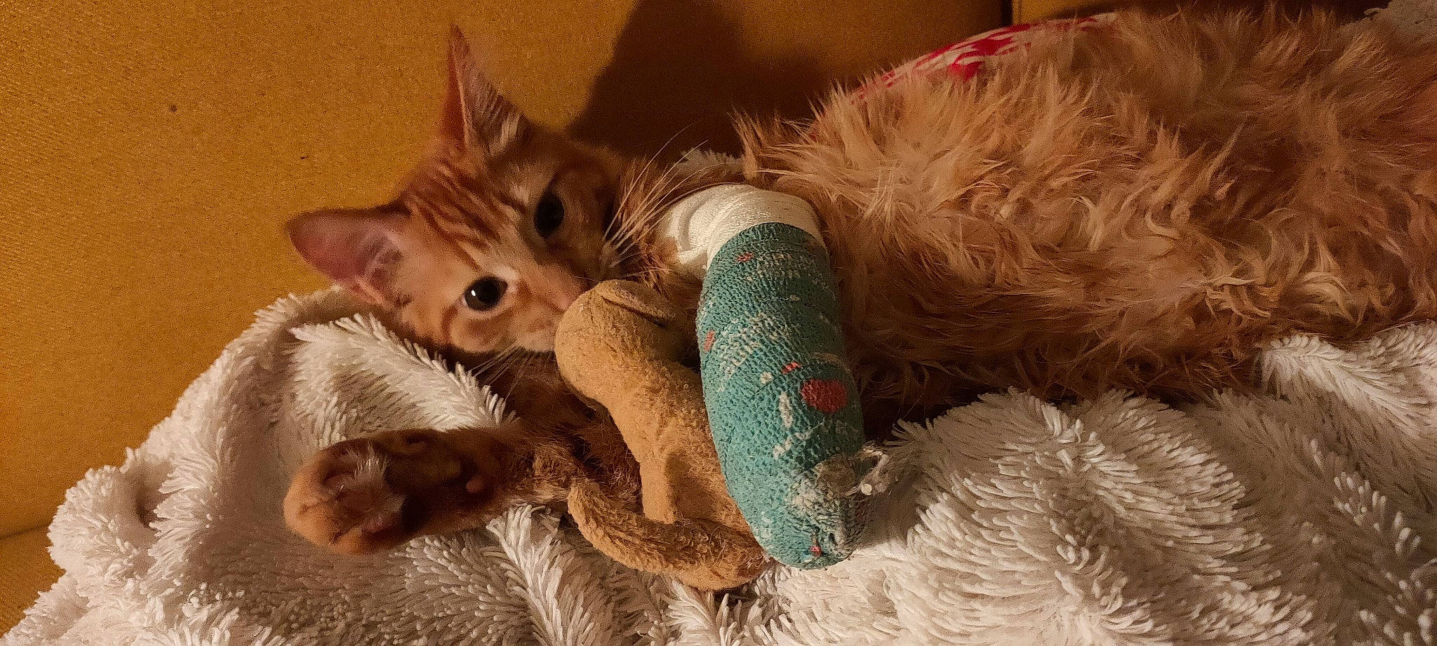 Raka a rejoint le concours — aidez-le/la à gagner de superbes lots ! canidae, carnivore, cat, cat_toy, claw, domestic_short_haired_cat, fawn, felidae, fur, mammal, paw, small_to_medium_sized_cats, snout, tail, terrestrial_animal, thai, toy, vertebrate, whiskers, wildlife