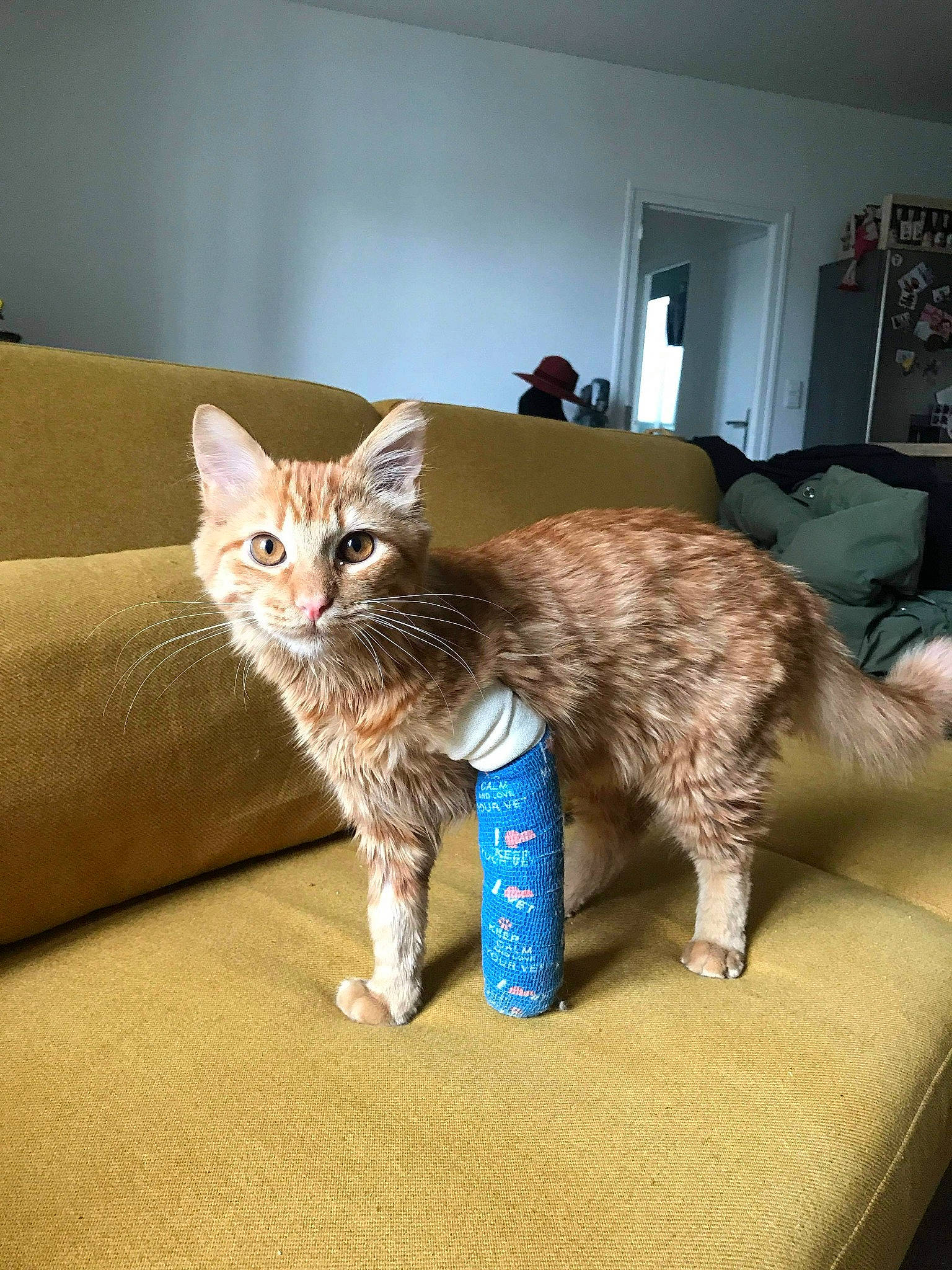 Raka a rejoint le concours — aidez-le/la à gagner de superbes lots ! carnivore, cat, chair, comfort, couch, domestic_short_haired_cat, fawn, felidae, flooring, fur, furniture, mammal, paw, room, small_to_medium_sized_cats, snout, tail, vertebrate, whiskers, wood