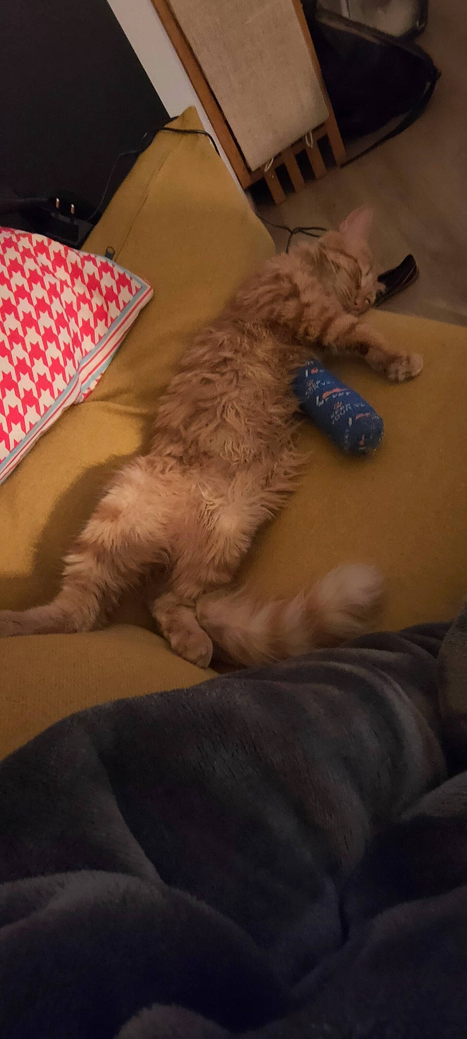 Raka participe au concours pour gagner de l'argent avec cette photo : canidae, carnivore, claw, comfort, companion_dog, couch, dog_breed, fawn, felidae, fur, human_leg, lap, linens, paw, small_to_medium_sized_cats, snout, sporting_group, tail, whiskers, wood