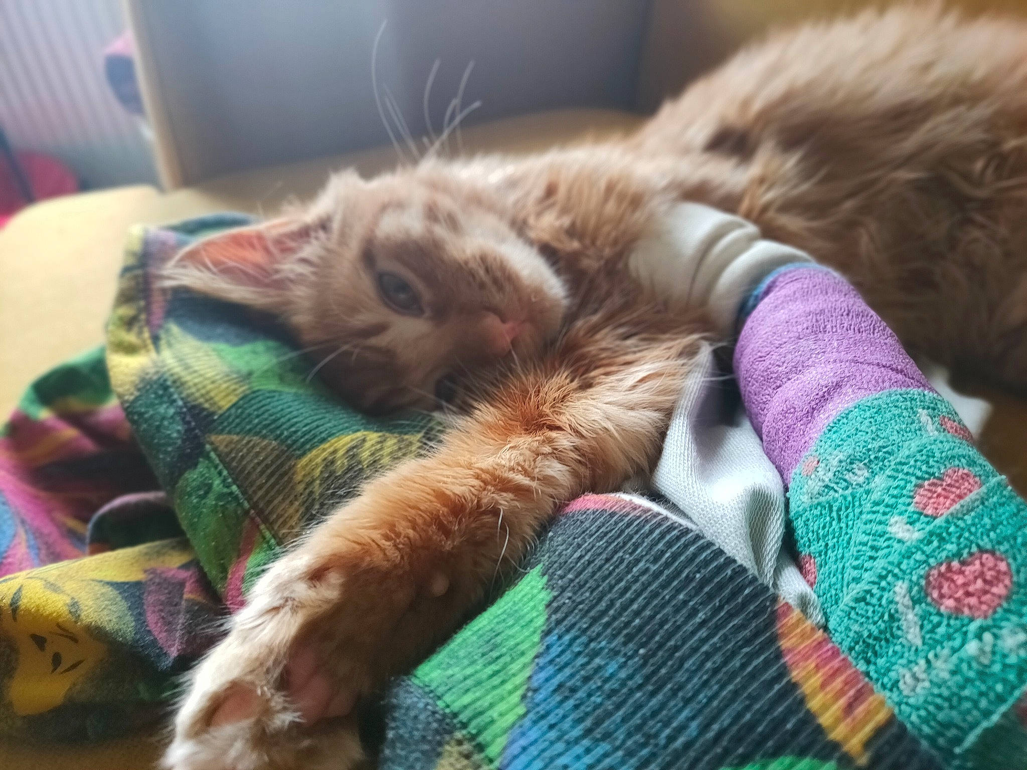 Raka a rejoint le concours — aidez-le/la à gagner de superbes lots ! carnivore, cat, cat_bed, cat_supply, claw, comfort, couch, fawn, felidae, fur, linens, mammal, nap, paw, small_to_medium_sized_cats, sporting_group, tail, textile, vertebrate, whiskers