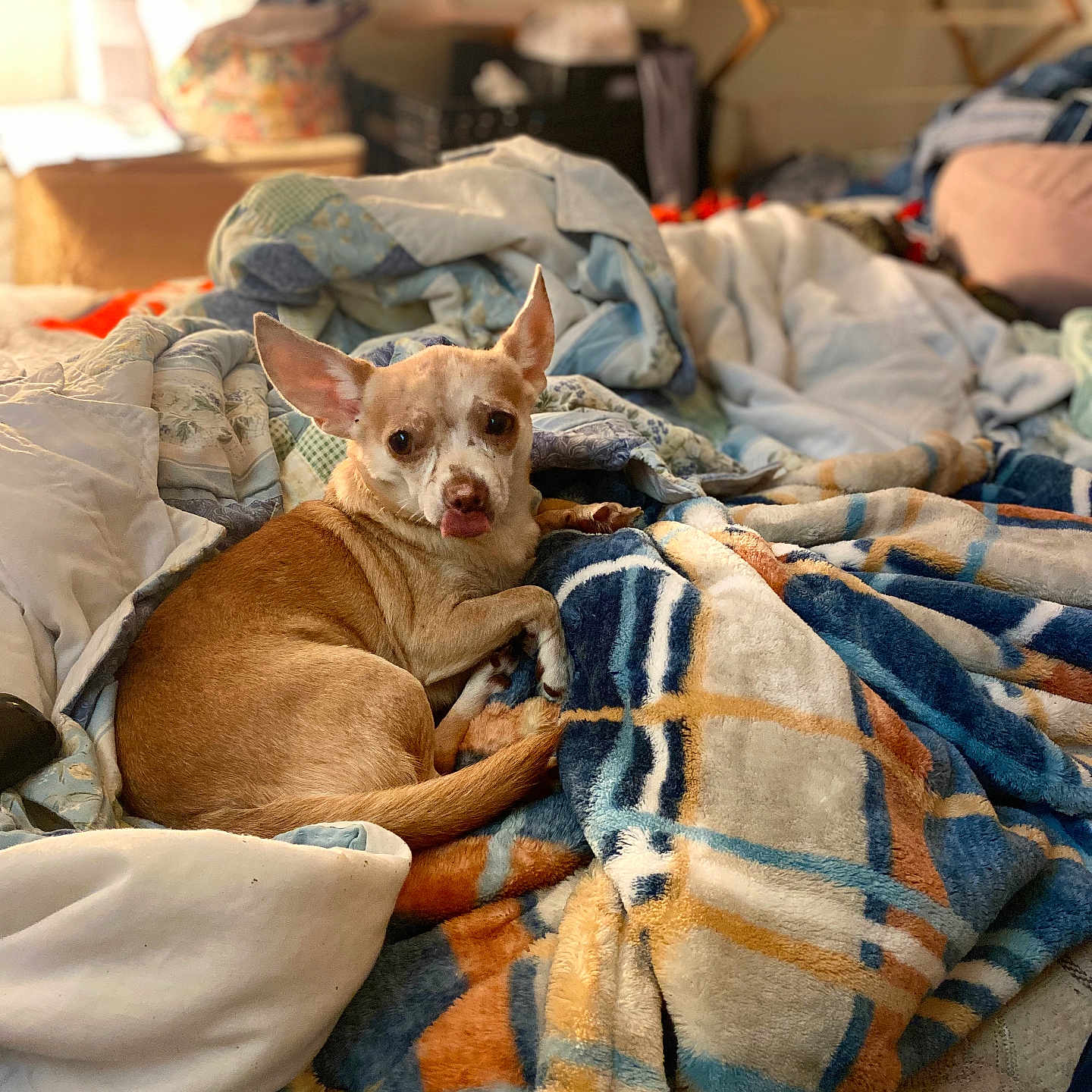 Sassy joined the competition — help win amazing prizes! animal, bed, blanket, comfortable, cozy, dog, ears_up, furniture, indoor, living_room, looking_at_camera, patterned_blanket, pet, pile_of_blankets, resting, small_dog, soft_texture, tan_dog, tongue_out, white_dog