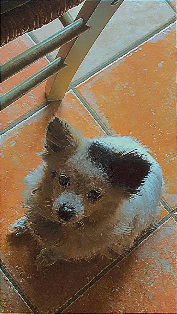 Sucrette participe au concours pour gagner de l'argent avec cette photo : canidae, carnivore, companion_dog, dog, dog_breed, dog_supply, fawn, fur, german_spitz, german_spitz_klein, german_spitz_mittel, snout, spitz, sporting_group, terrestrial_animal, toy_dog, whiskers, window, wood, working_animal