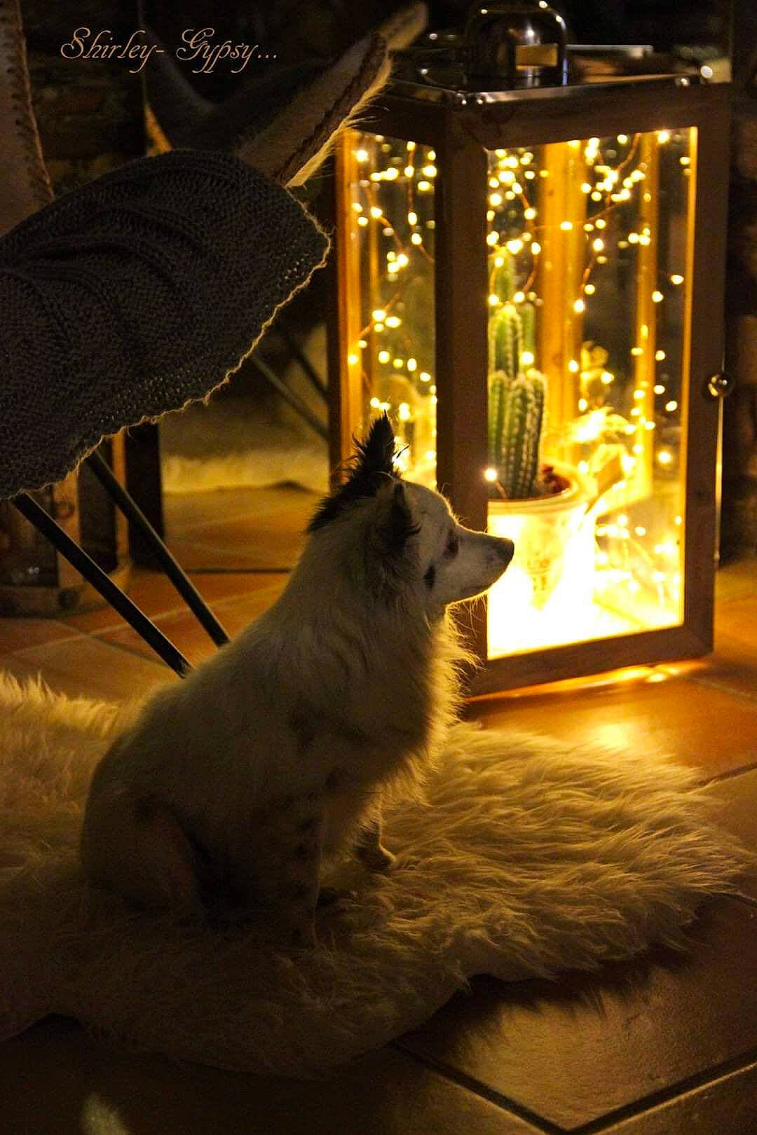 Sucrette participe au concours pour gagner de l'argent avec cette photo : carnivore, companion_dog, darkness, dog, dog_breed, event, felidae, flooring, heat, light, lighting, small_to_medium_sized_cats, snout, spitz, sporting_group, tints_and_shades, whiskers, window, winter, wood