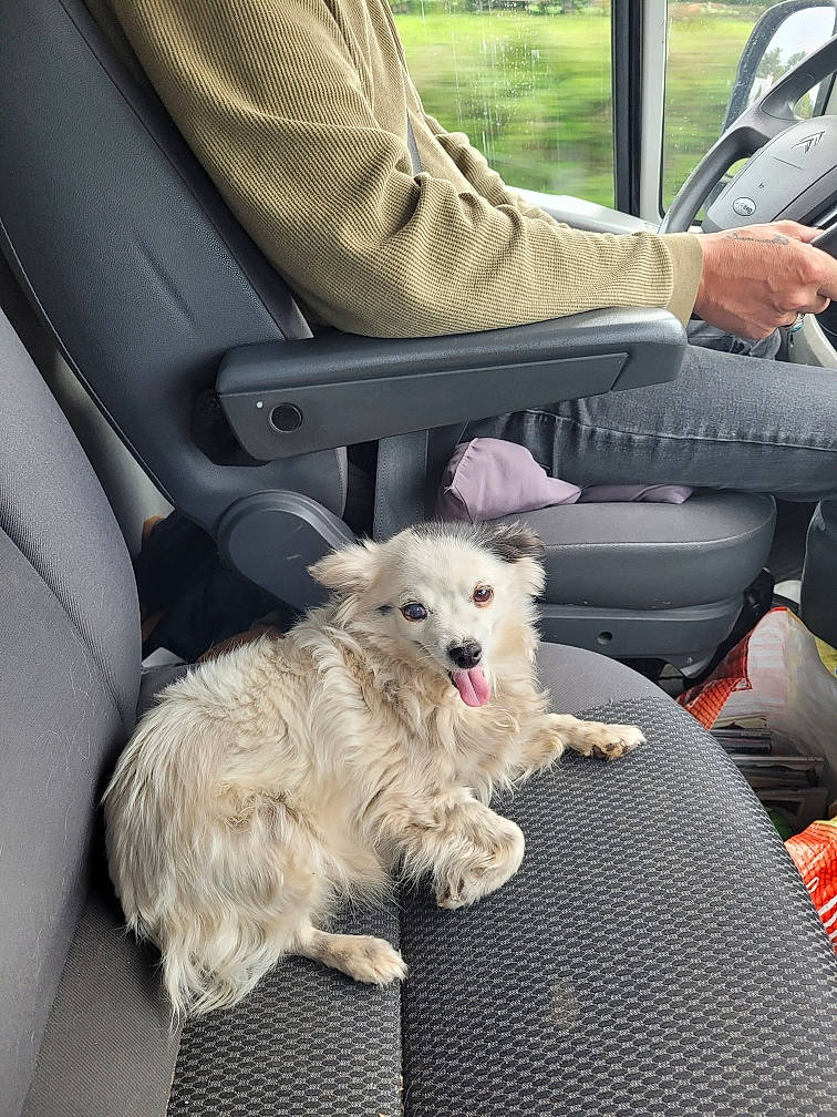 Sucrette participe au concours pour gagner de l'argent avec cette photo : auto_part, canidae, car, car_seat, car_seat_cover, carnivore, companion_dog, dog, dog_breed, family_car, fur, head_restraint, motor_vehicle, personal_luxury_car, spitz, sporting_group, steering_wheel, toy_dog, vehicle, vehicle_door