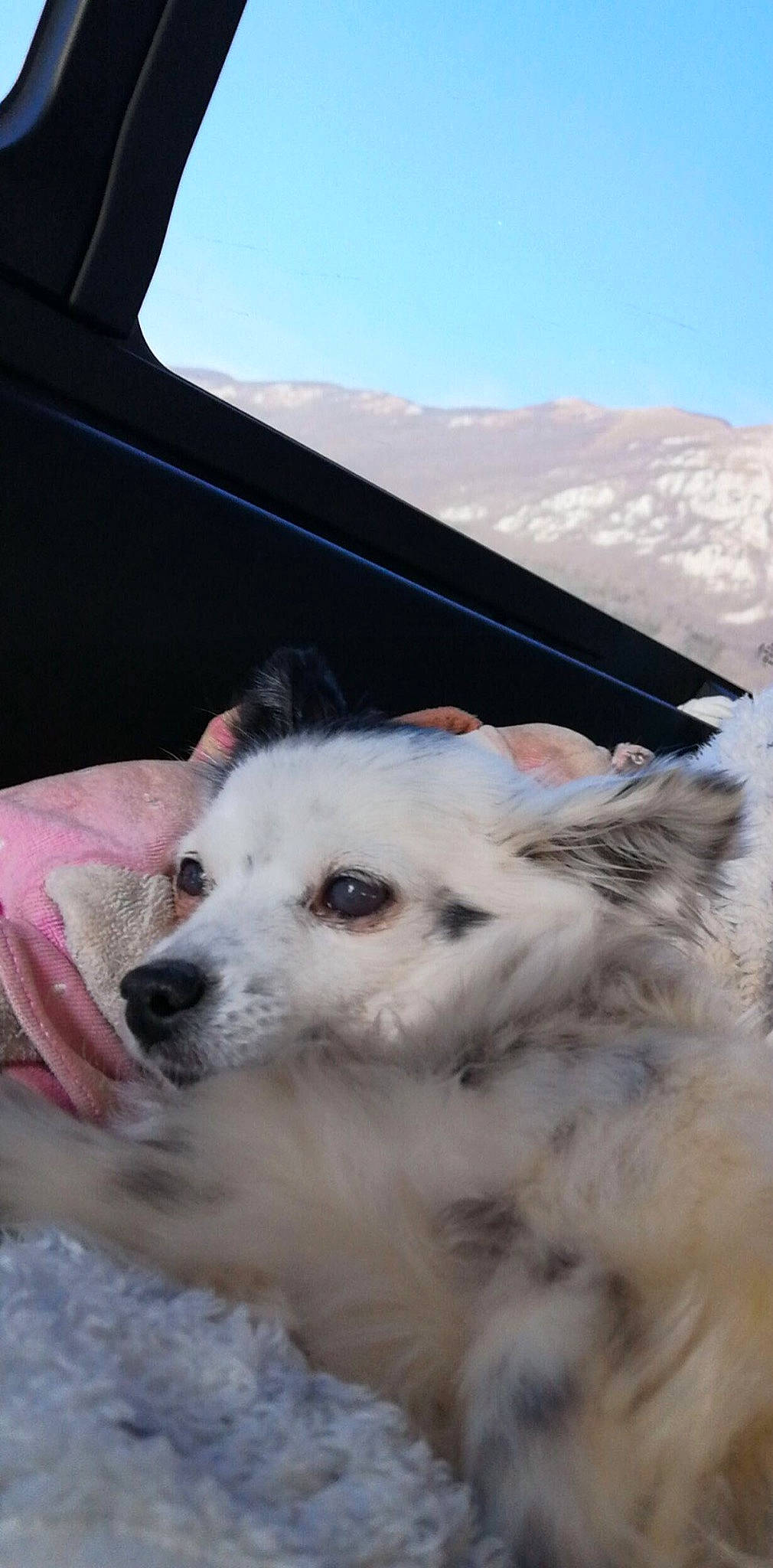 Sucrette a rejoint le concours — aidez-le/la à gagner de superbes lots ! canidae, carnivore, cloud, companion_dog, dog, dog_breed, fur, landscape, mountain, mountain_range, sky, snout, sporting_group, terrestrial_animal, vehicle_door, whiskers, white, windshield, working_animal, working_dog