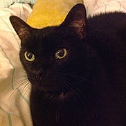 Stinky Pete is registered to the contest to win money with this photo: