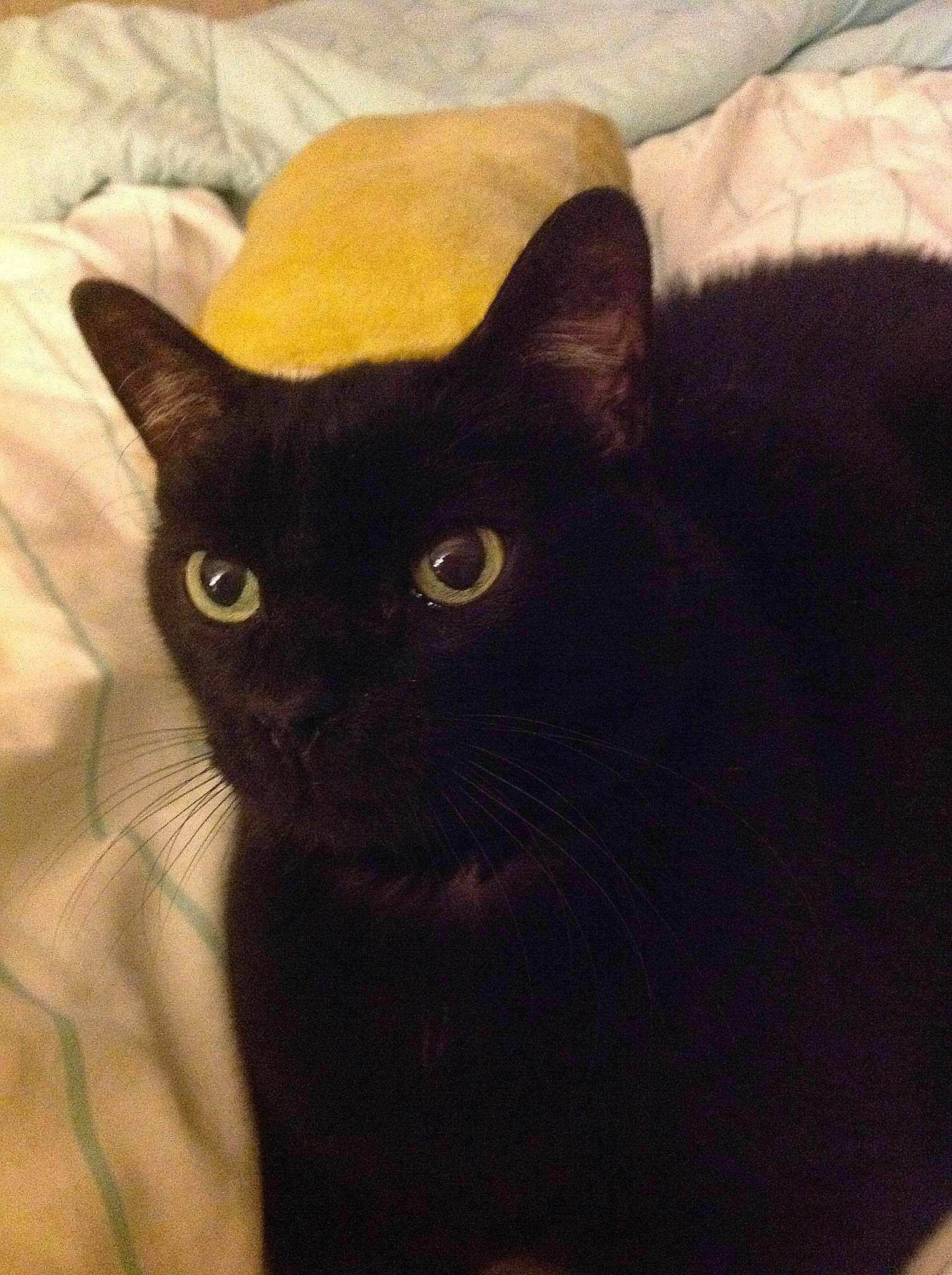 Stinky Pete