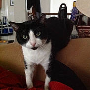 Schwarz joined the competition — help win amazing prizes!