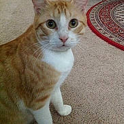 Chester is registered to the contest to win money with this photo:
