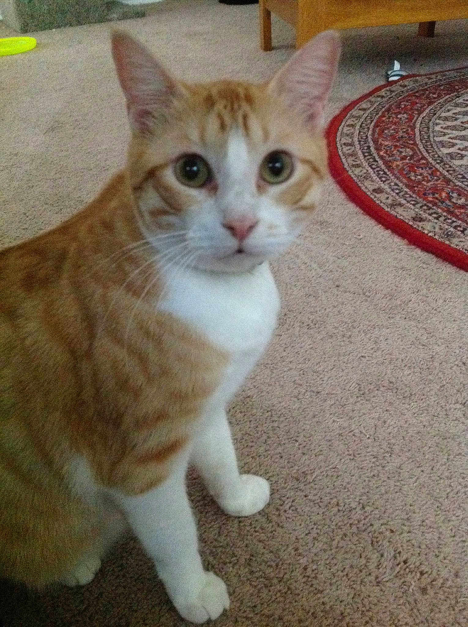 Chester