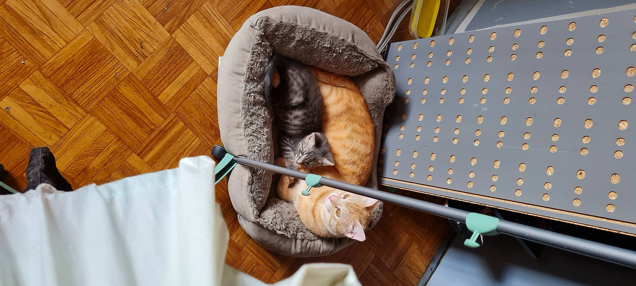 Luna a rejoint le concours — aidez-le/la à gagner de superbes lots ! bread, cat, comfort, comfort_food, cuisine, dish, felidae, food, fur, hardwood, ingredient, linens, room, sausage, small_to_medium_sized_cats, tableware, tail, textile, vegetable, wood