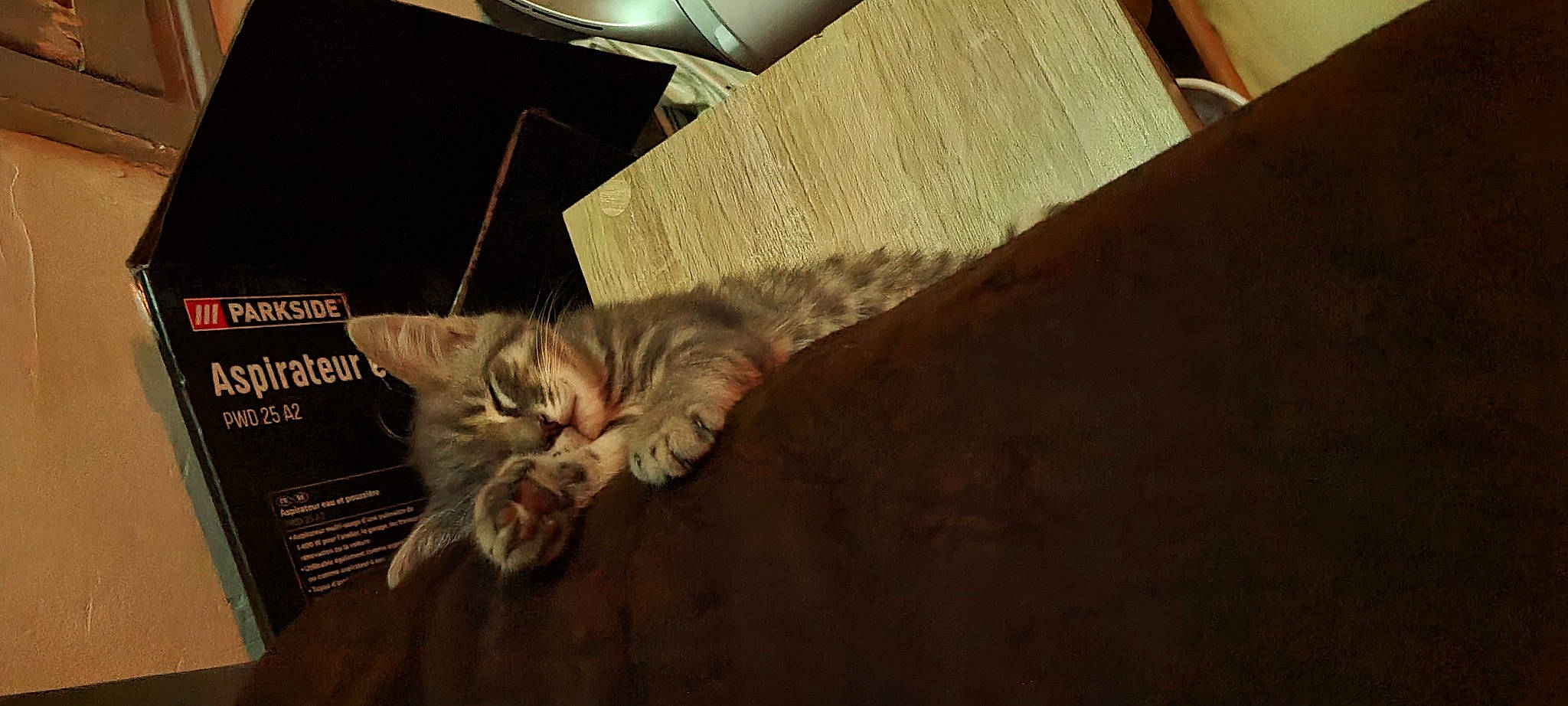 Luna a rejoint le concours — aidez-le/la à gagner de superbes lots ! automotive_lighting, box, cardboard, carnivore, cat, claw, comfort, domestic_short_haired_cat, fawn, felidae, flooring, fur, hardwood, nap, paw, room, small_to_medium_sized_cats, tail, whiskers, wood