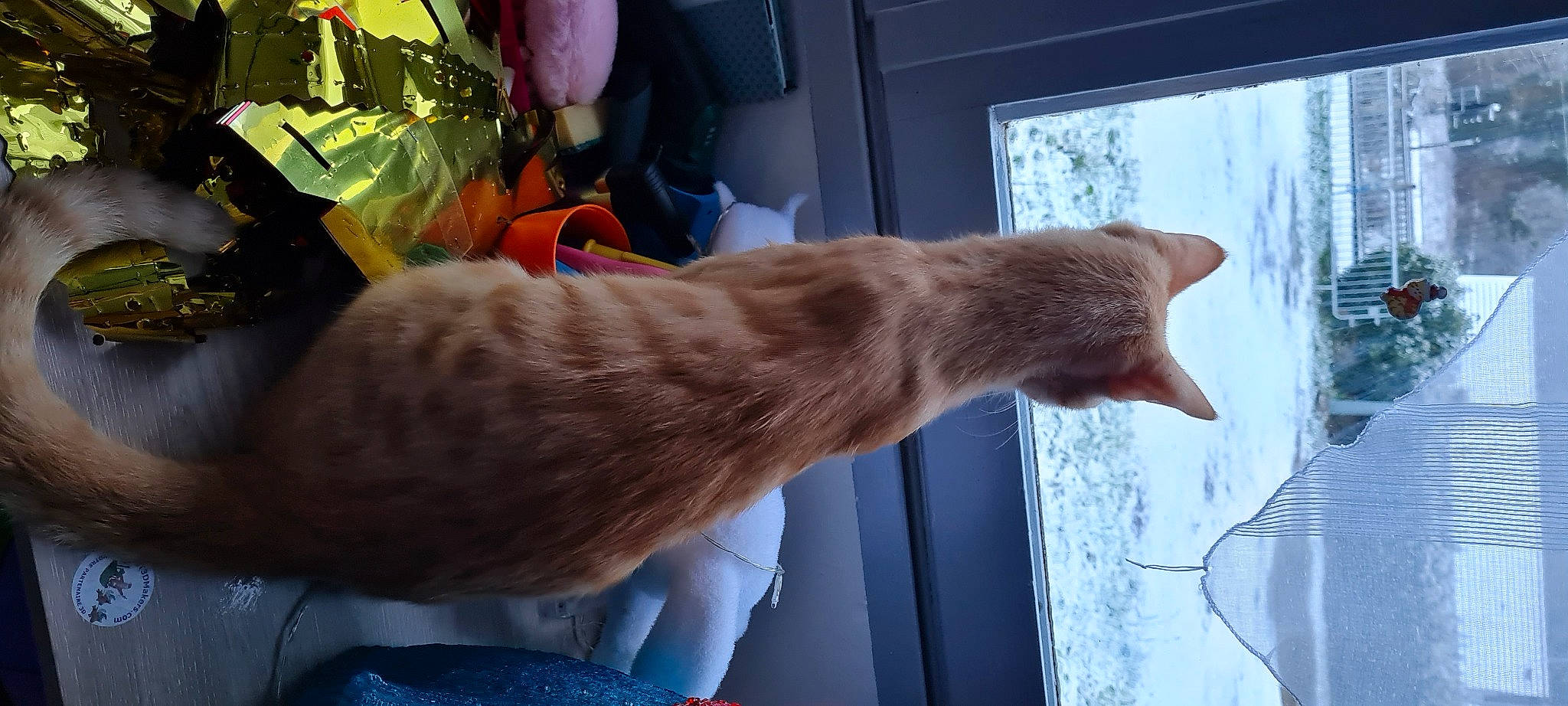 Karamel a rejoint le concours — aidez-le/la à gagner de superbes lots ! carnivore, cat, claw, comfort, domestic_short_haired_cat, fawn, felidae, flowerpot, foot, fur, gesture, houseplant, human_leg, plant, small_to_medium_sized_cats, sporting_group, tail, whiskers, window, wood