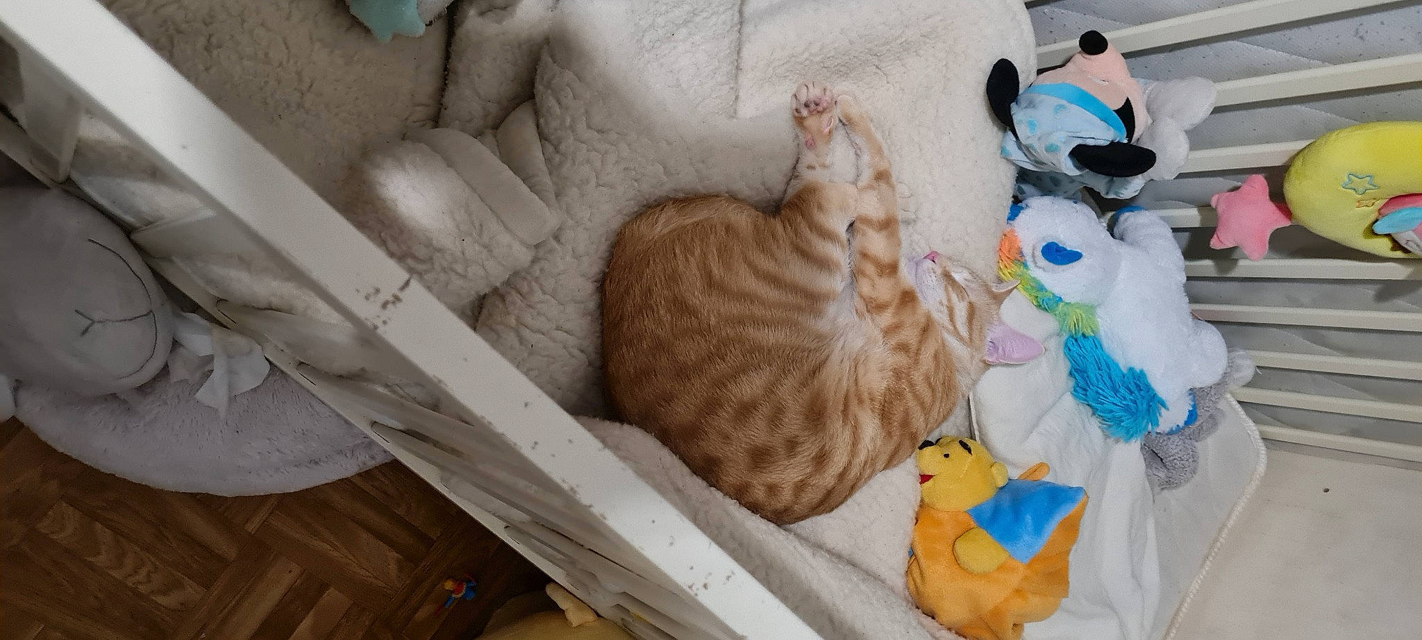 Karamel a rejoint le concours — aidez-le/la à gagner de superbes lots ! carnivore, cat, cat_bed, cat_supply, comfort, fawn, felidae, fur, linens, pet_supply, room, small_to_medium_sized_cats, snowman, stuffed_toy, tail, textile, toy, whiskers, wood