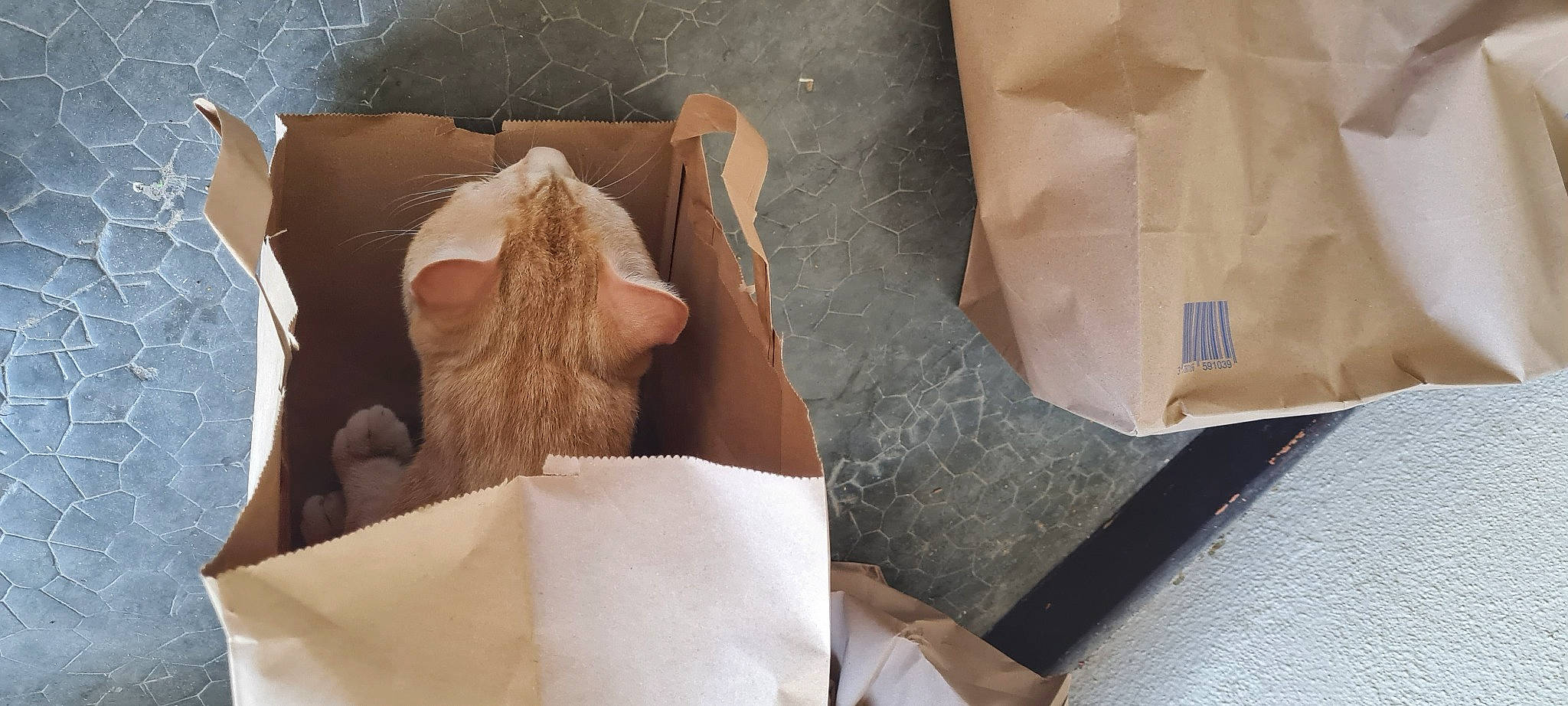 Karamel participe au concours pour gagner de l'argent avec cette photo : art, beard, box, comfort, dress, facial_hair, fawn, felidae, foot, fur, glasses, human_leg, packaging_and_labeling, packing_materials, paper, stuffed_toy, teddy_bear, thigh, toy, wood