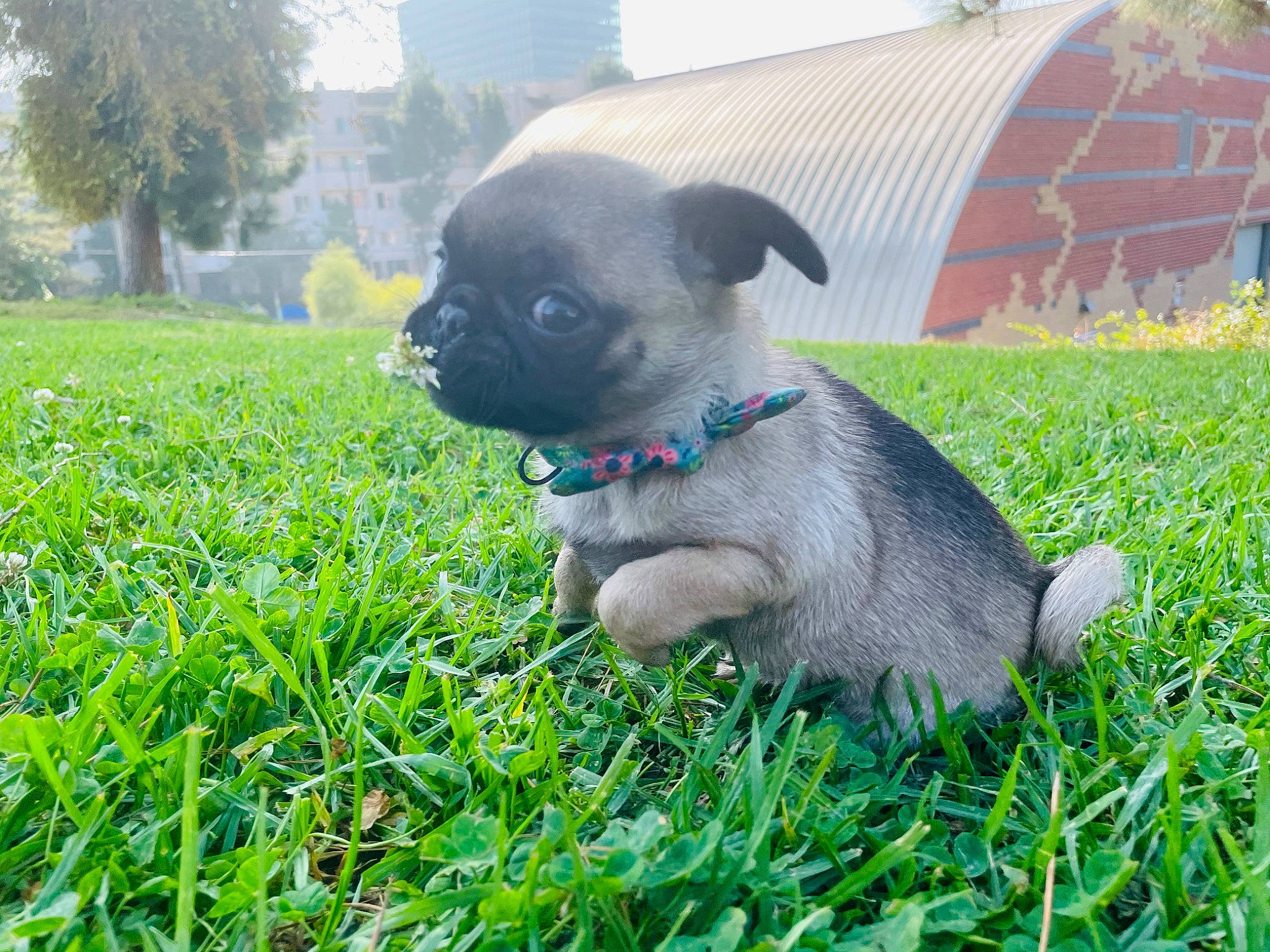 Mochie is registered to the contest to win money with this photo: annual_plant, canidae, carnivore, companion_dog, dog, dog_breed, fawn, grass, groundcover, pet_supply, plant, pug, sky, snout, sporting_group, tail, terrestrial_animal, toy_dog, tree, working_animal