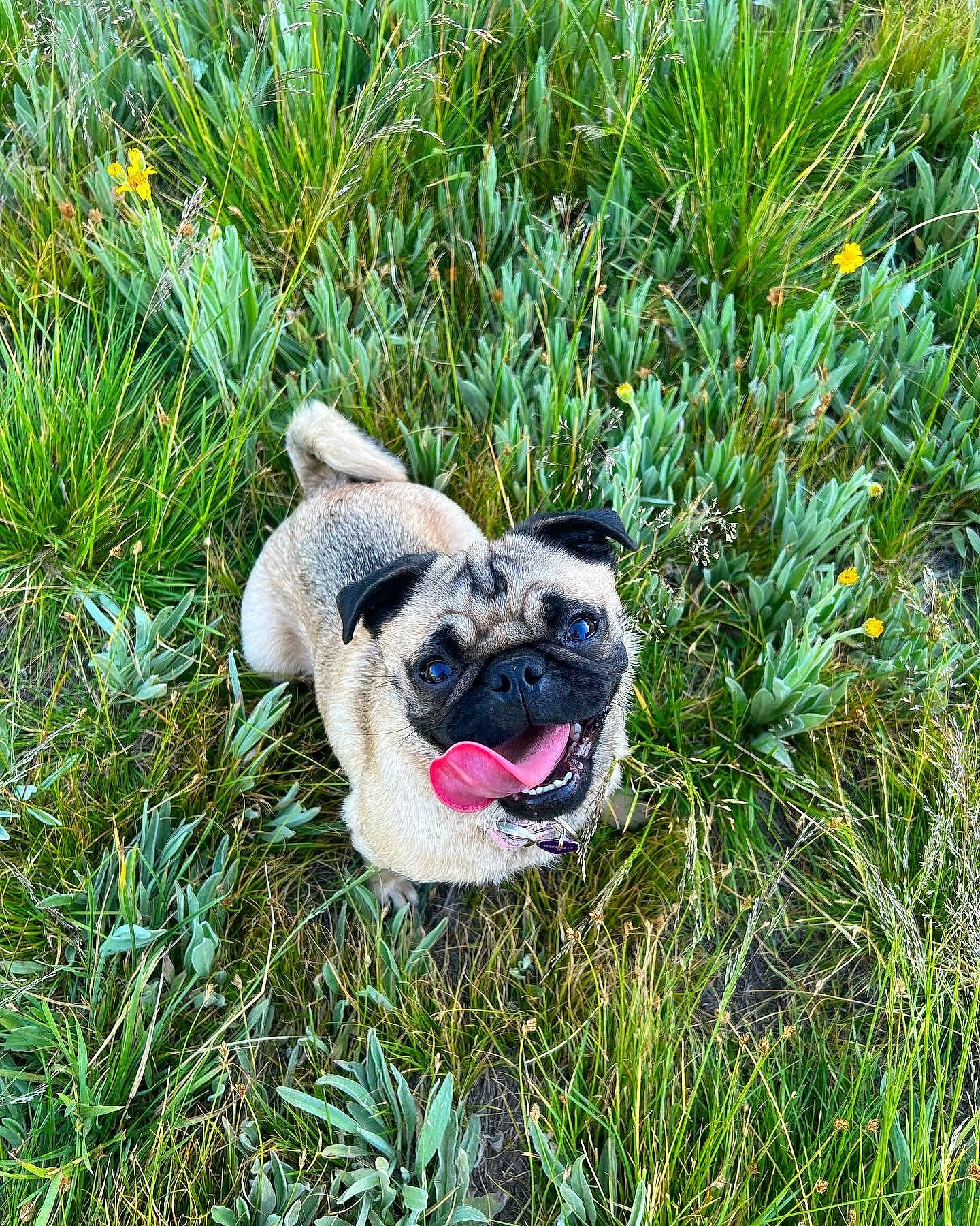 Mochie is registered to the contest to win money with this photo: canidae, carnivore, companion_dog, dog, dog_breed, dog_supply, fawn, grass, grass_family, grassland, groundcover, lawn, plant, pug, snout, soil, sporting_group, terrestrial_animal, toy_dog, working_animal
