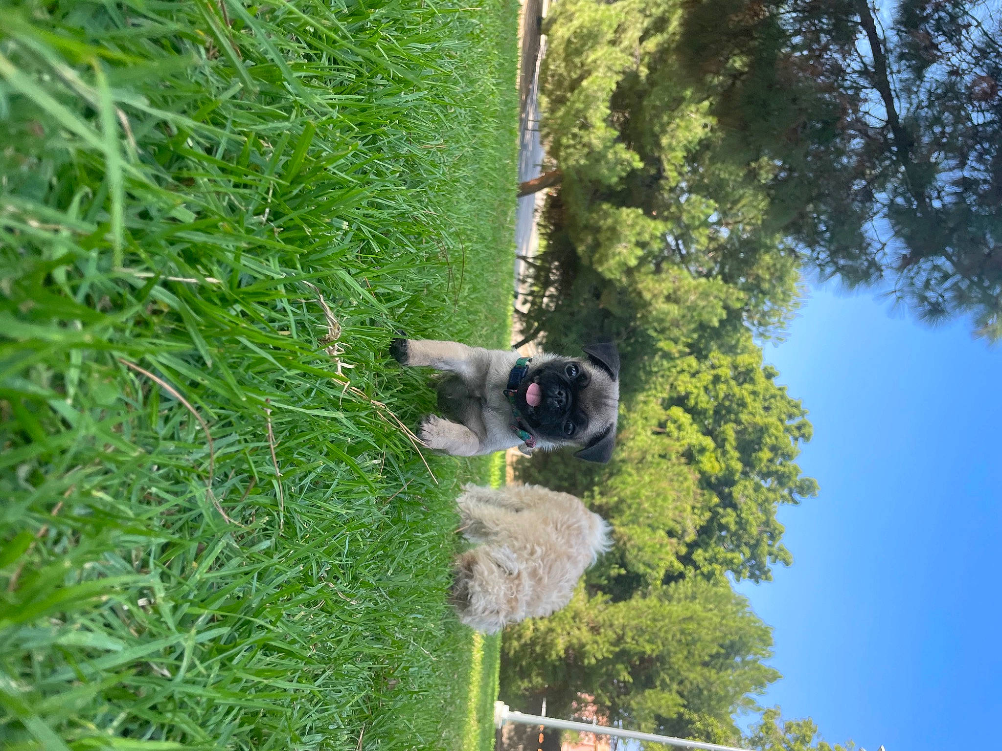 Mochie is registered to the contest to win money with this photo: biome, dog, grass, grass_family, grassland, groundcover, landscape, plant, pole, shrub, sky, sporting_group, terrestrial_plant, tree, trunk, vegetation, wheel