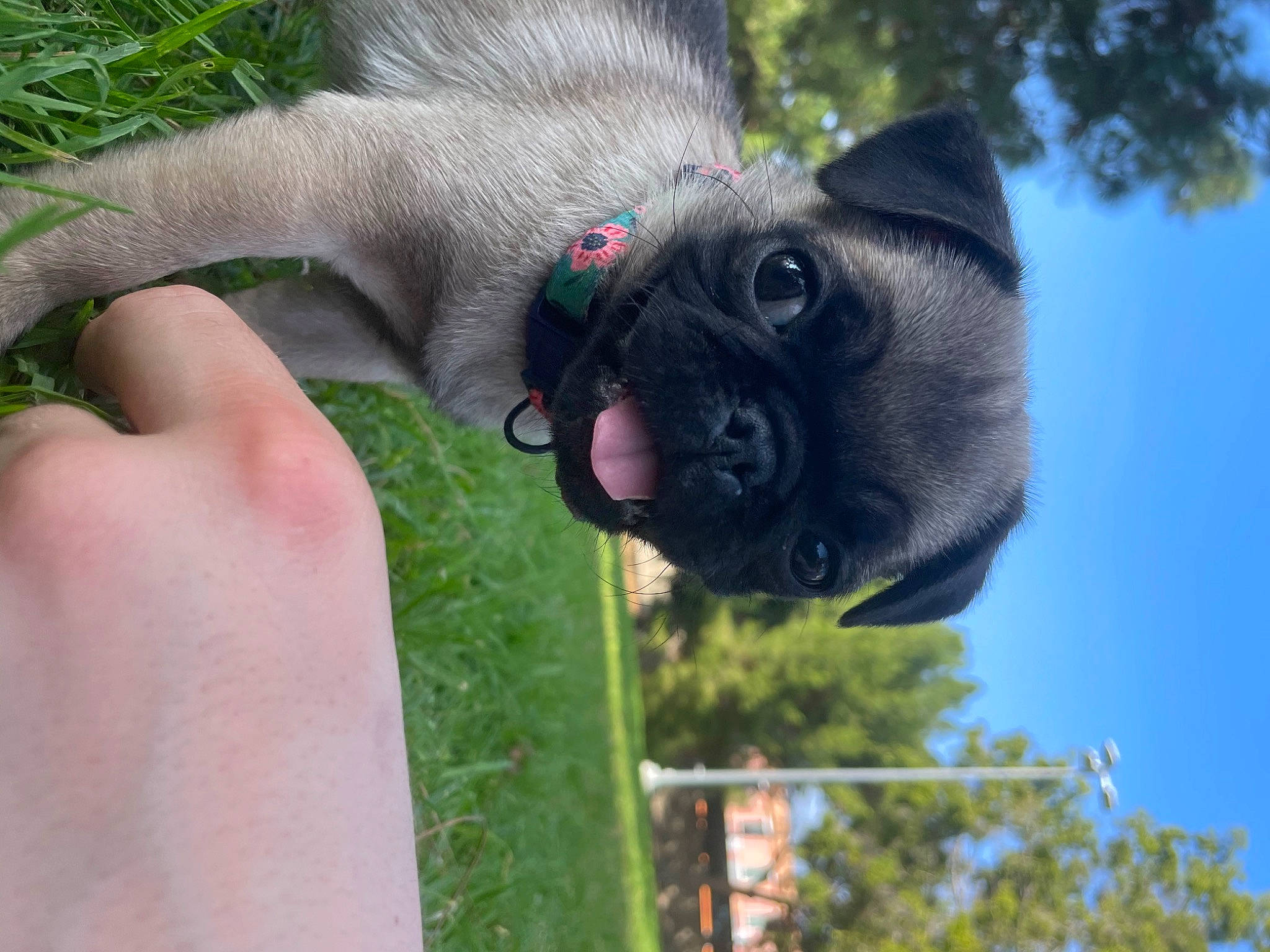 Mochie joined the competition — help win amazing prizes! carnivore, collar, companion_dog, dog, dog_breed, fawn, foot, grass, mammal, plant, sky, snout, sporting_group, tail, terrestrial_animal, tree, vertebrate, wildlife, working_animal, wrinkle