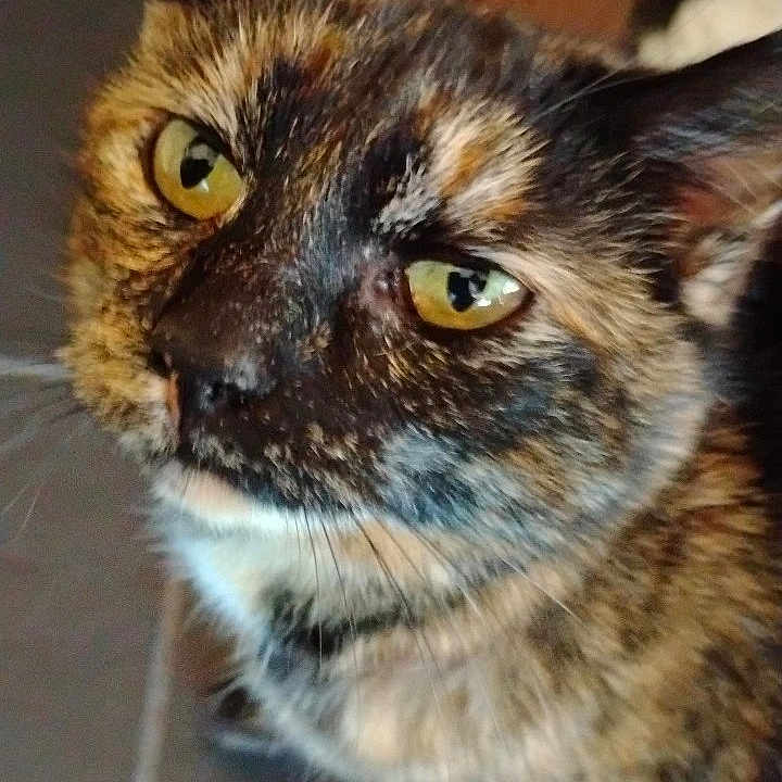Jason is registered to the contest to win money with this photo: animal, cat, close_up, curious, cute, domestic_cat, ears, face, feline, floor, fur, indoor, looking_up, pet, portrait, tile, tortoiseshell, whiskers, wood, yellow_eyes