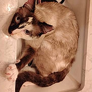 Harvey joined the competition — help win amazing prizes! animal, bathroom, blue_eyes, cat, curious, curled_up, cute, domestic_animal, feline, fur, hairbrush, indoor, looking_up, marble_countertop, paw, pet, relaxed, sink, tail, whiskers