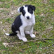 Nino a rejoint le concours — aidez-le/la à gagner de superbes lots ! puppy, dog, black_and_white, grass, outdoor, animal, pet, cute, young, sitting, nature, ground, fur, small, curious, adorable, mammal, canine, playful, portrait