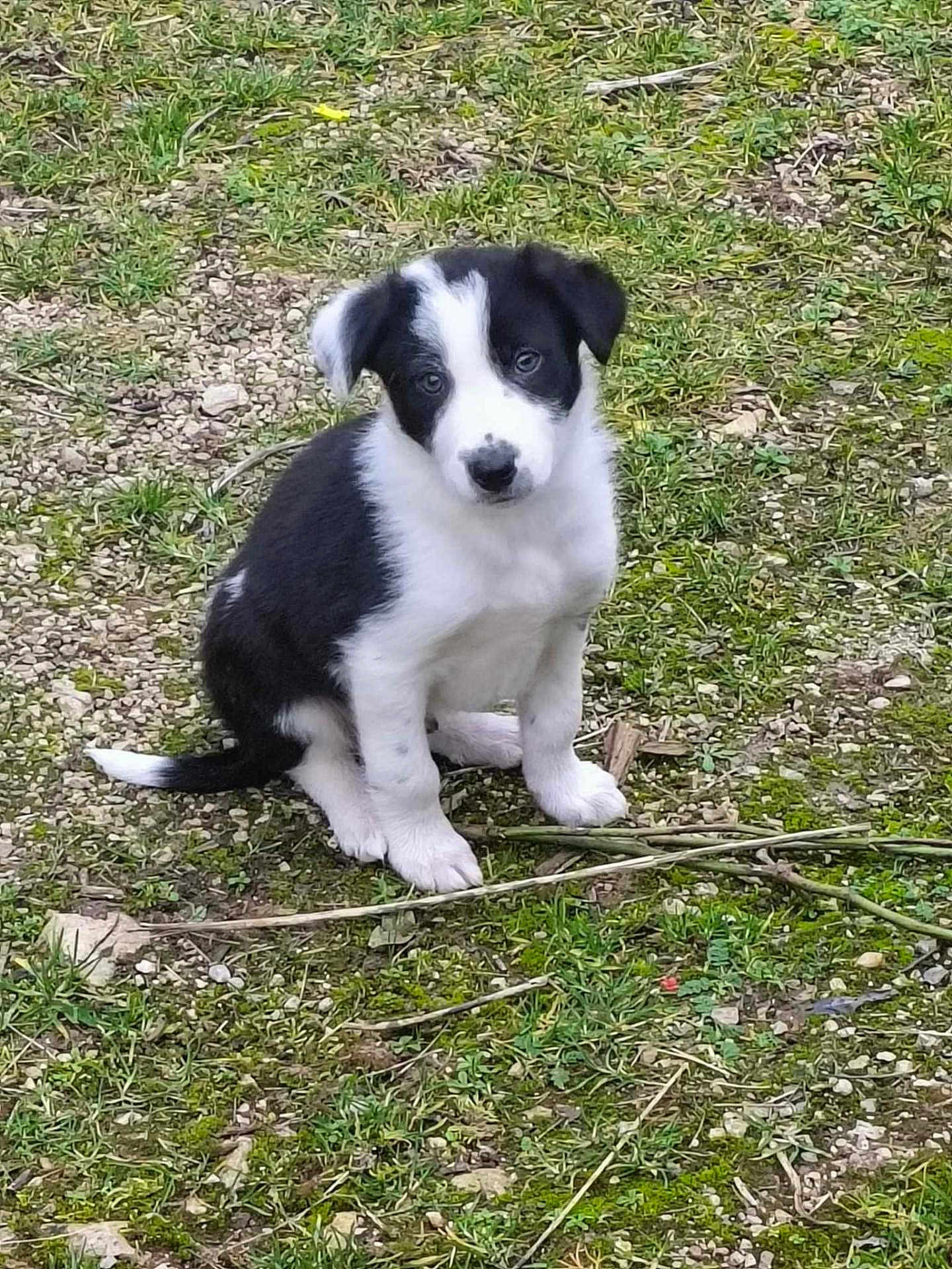 Nino a rejoint le concours — aidez-le/la à gagner de superbes lots ! puppy, dog, black_and_white, grass, outdoor, animal, pet, cute, young, sitting, nature, ground, fur, small, curious, adorable, mammal, canine, playful, portrait