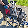 dog, wheelchair, person, outdoor, sunny, greenery, pavement, harness, leash, black_and_white_dog, happy, smiling, canine, shadow, gloves, casual_clothing, wheel, pet, companion, nature