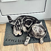 Pablito joined the competition — help win amazing prizes! cat, tabby, silver_tabby, pet, animal, indoor, mat, penguin_design, wooden_floor, door, curious, feline, stripe_pattern, paw, whiskers, relaxed, looking_up, domestic_cat, flooring, cozy