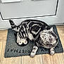 cat, tabby, silver_tabby, pet, animal, indoor, mat, penguin_design, wooden_floor, door, curious, feline, stripe_pattern, paw, whiskers, relaxed, looking_up, domestic_cat, flooring, cozy