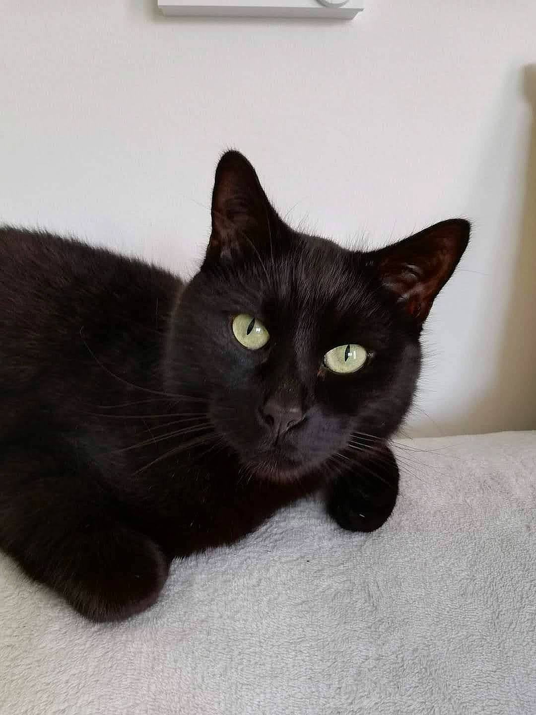 Filou participe au concours pour gagner de l'argent avec cette photo : black_cat, bombay, carnivore, cat, comfort, domestic_short_haired_cat, felidae, fur, paw, small_to_medium_sized_cats, snout, tail, terrestrial_animal, whiskers