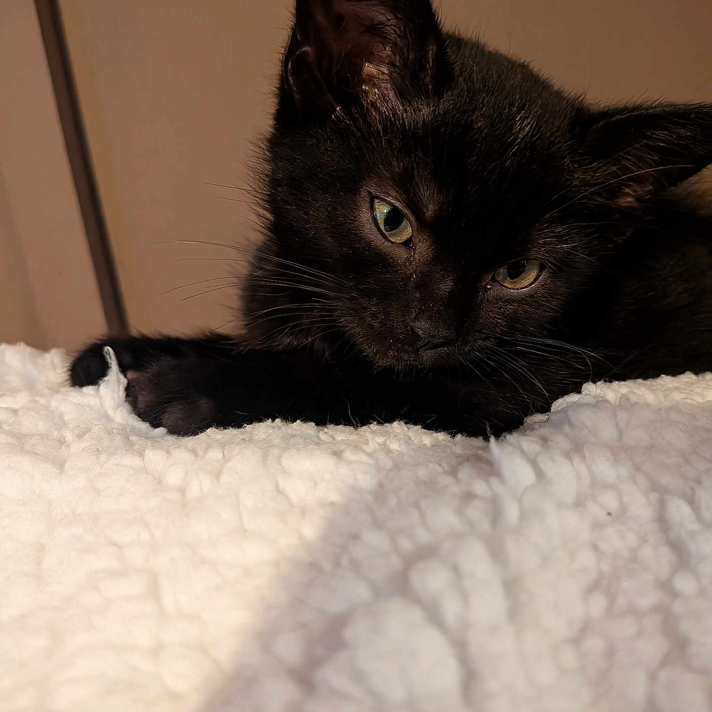 Nairo is registered to the contest to win money with this photo: animal, black_cat, close_up, cozy, cute, domestic_cat, ears, feline, fluffy_blanket, fur, indoor, kitten, paw, pet, portrait, resting, sleepy, whiskers, white_blanket, young_cat